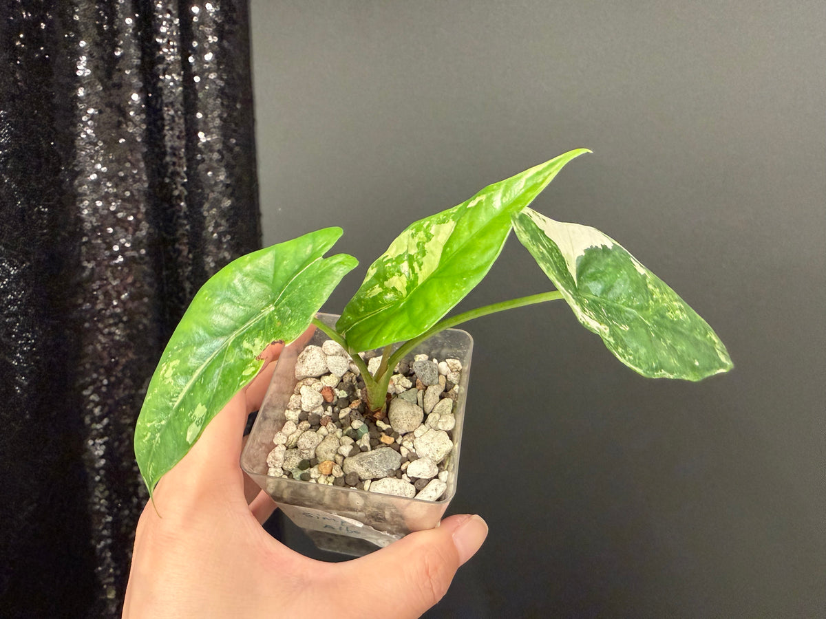 Alocasia Simple Albo