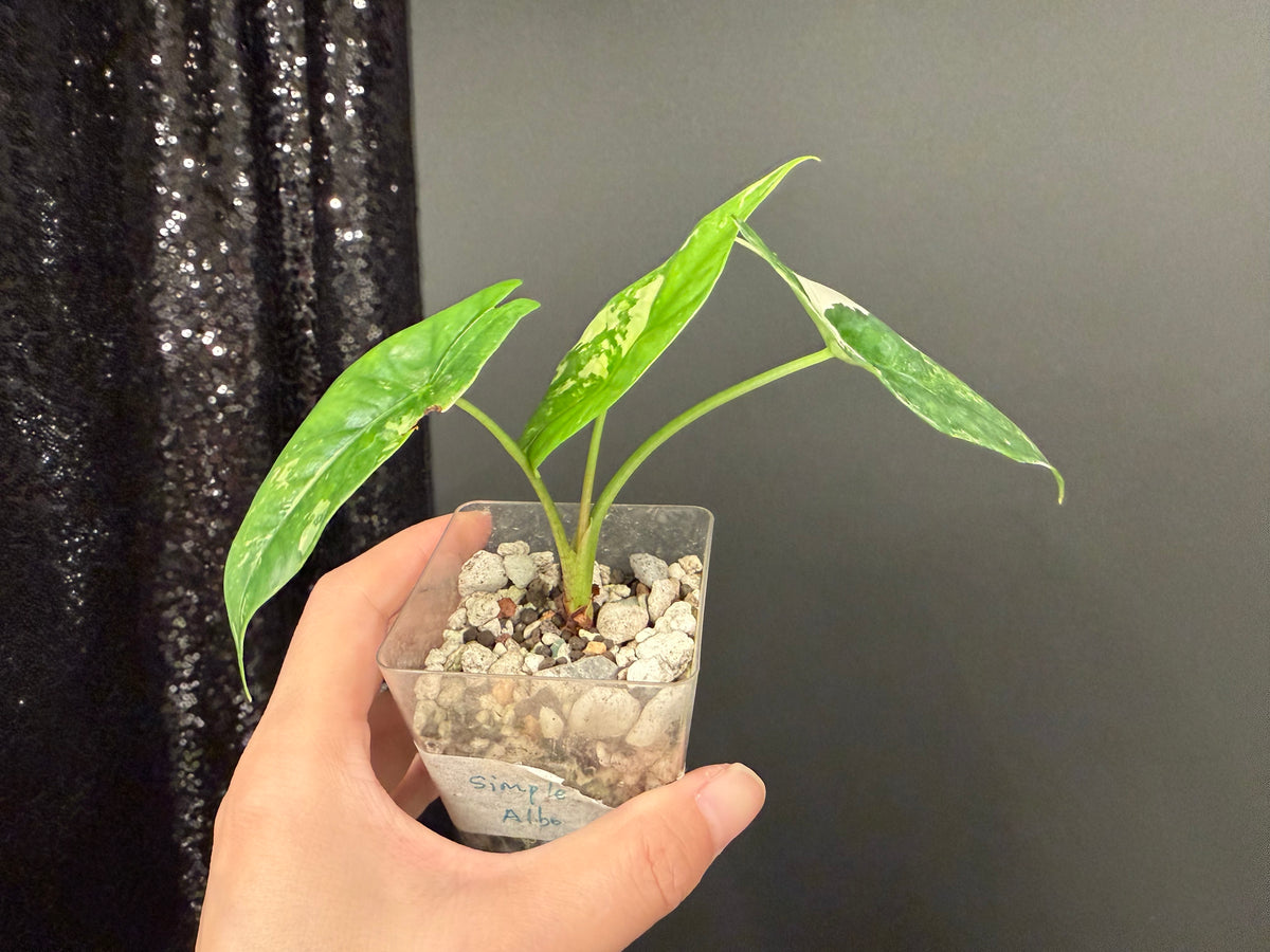 Alocasia Simple Albo