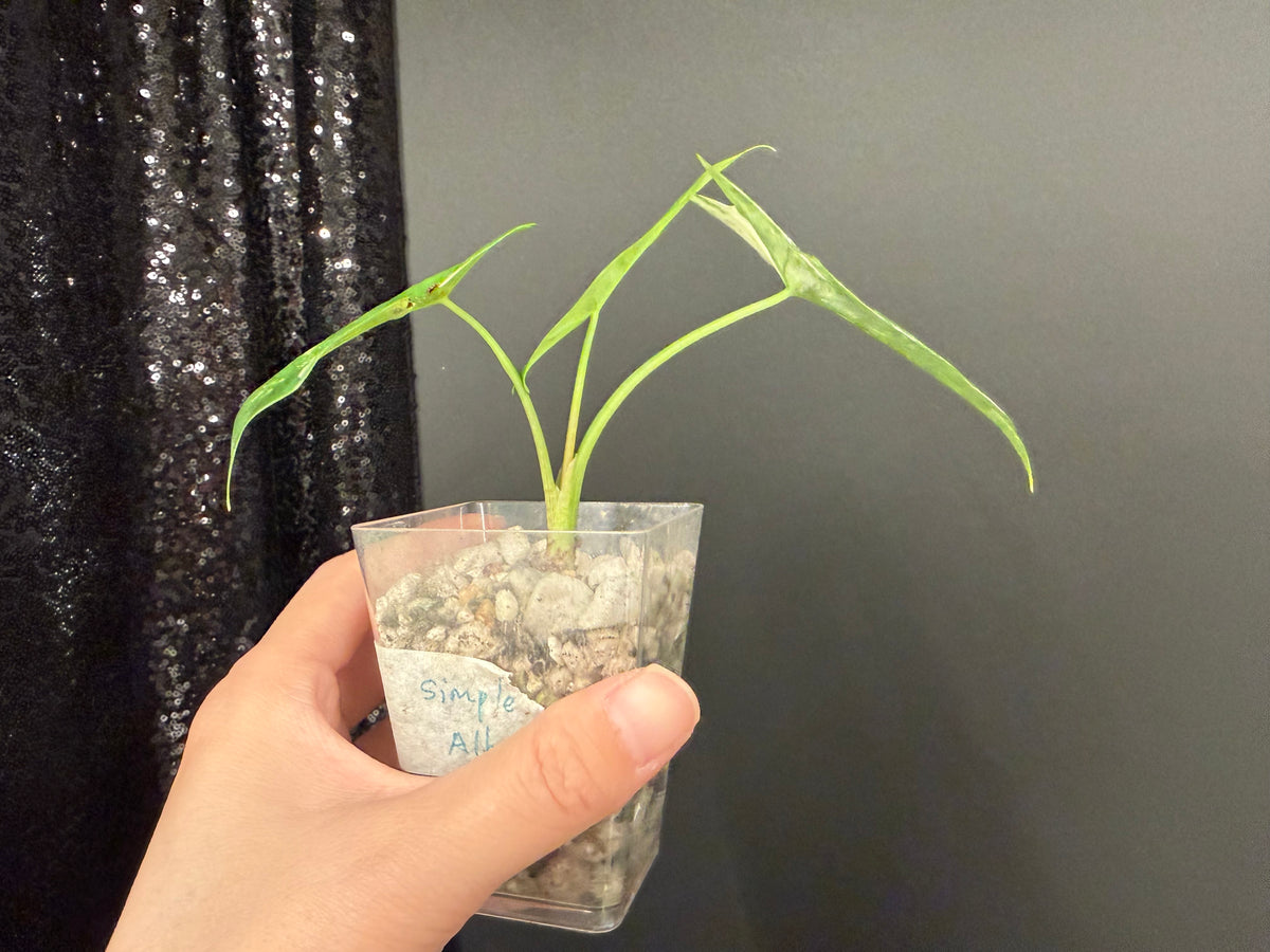 Alocasia Simple Albo