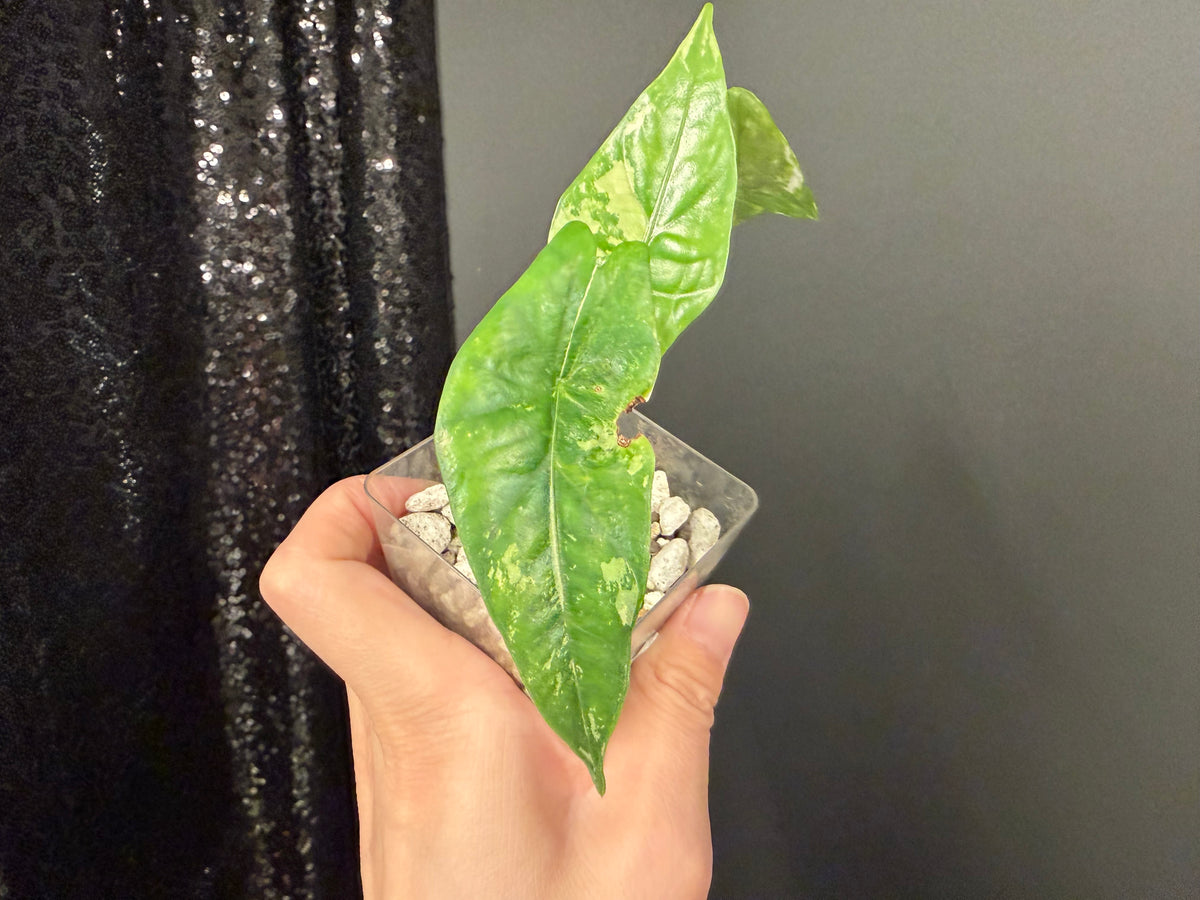 Alocasia Simple Albo