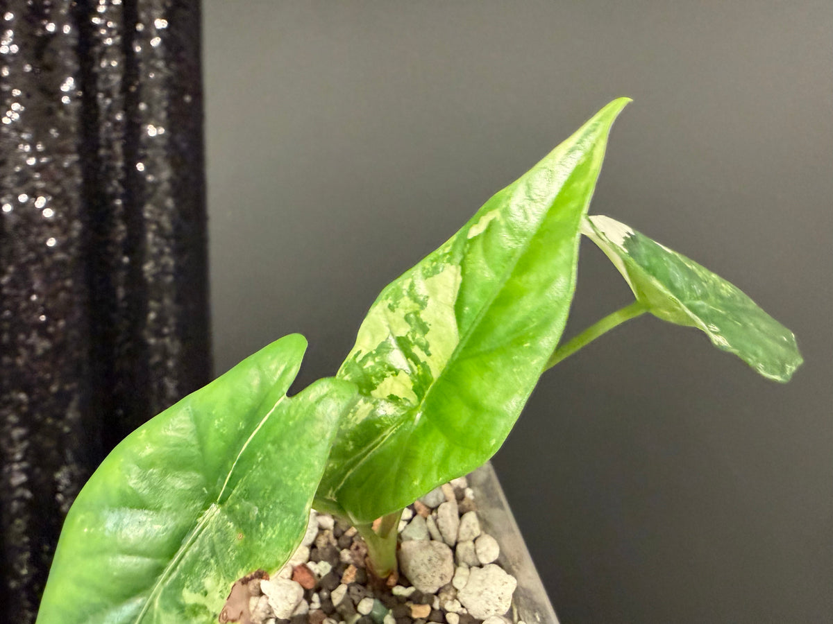 Alocasia Simple Albo