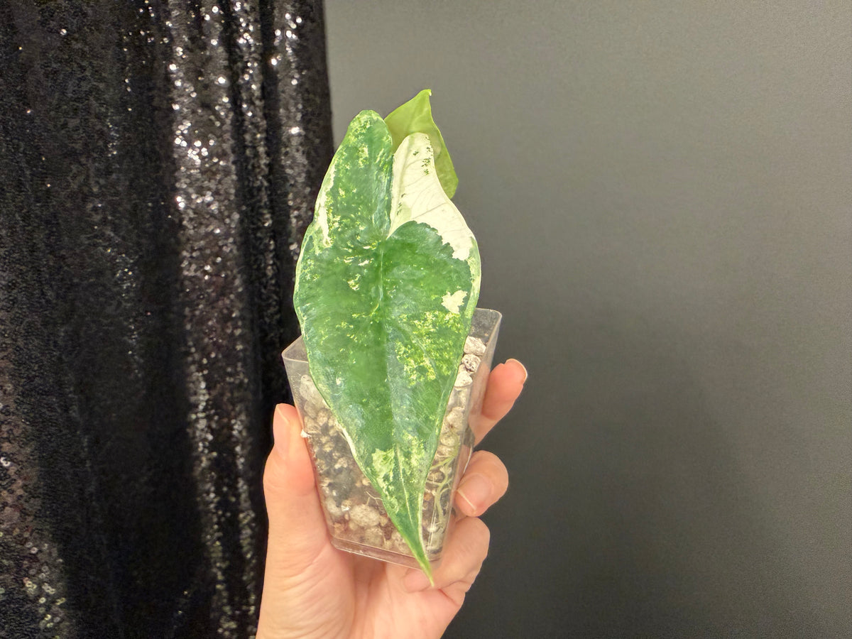 Alocasia Simple Albo