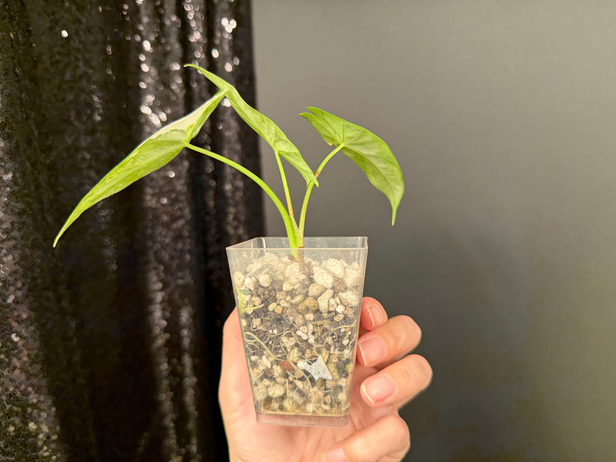 Alocasia Simple Albo