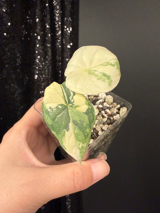 Alocasia Melo Albo