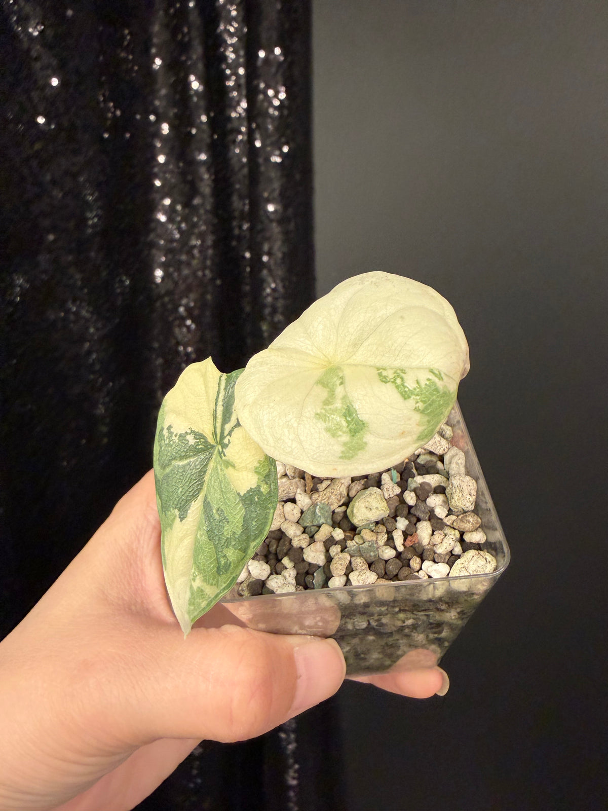 Alocasia Melo Albo