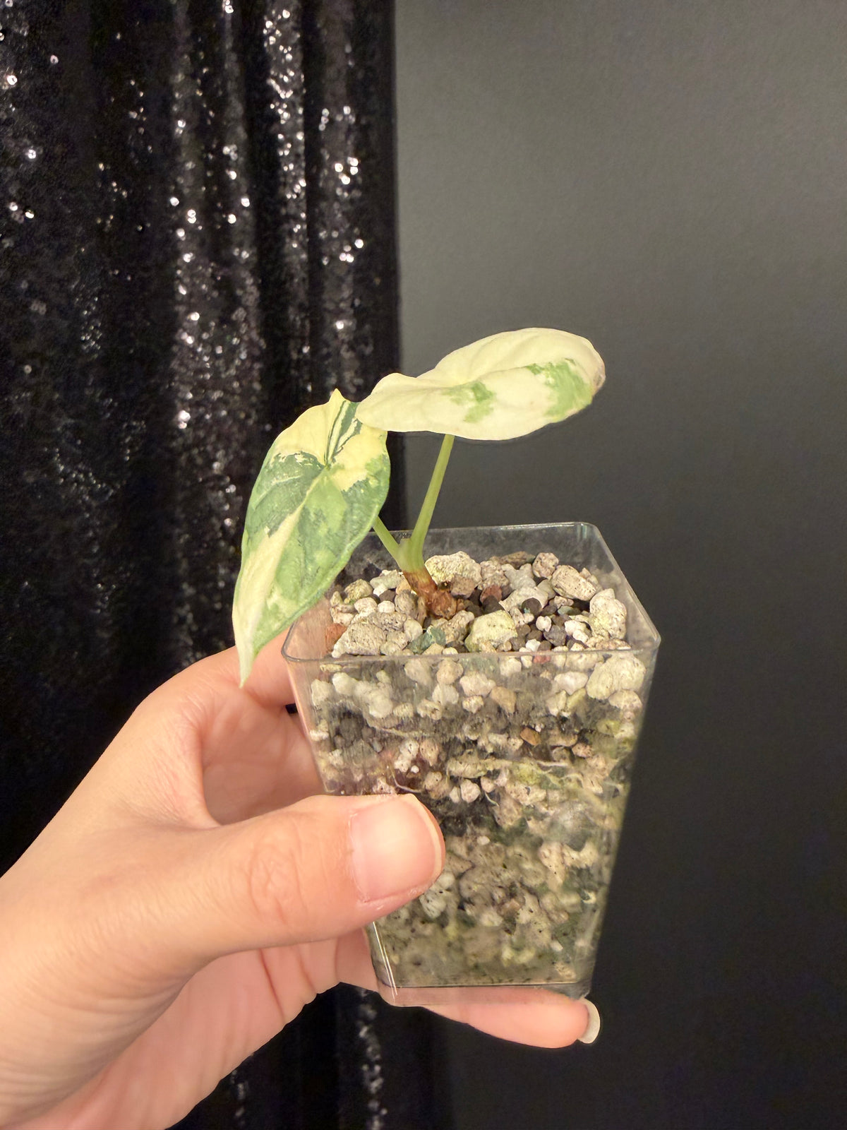 Alocasia Melo Albo