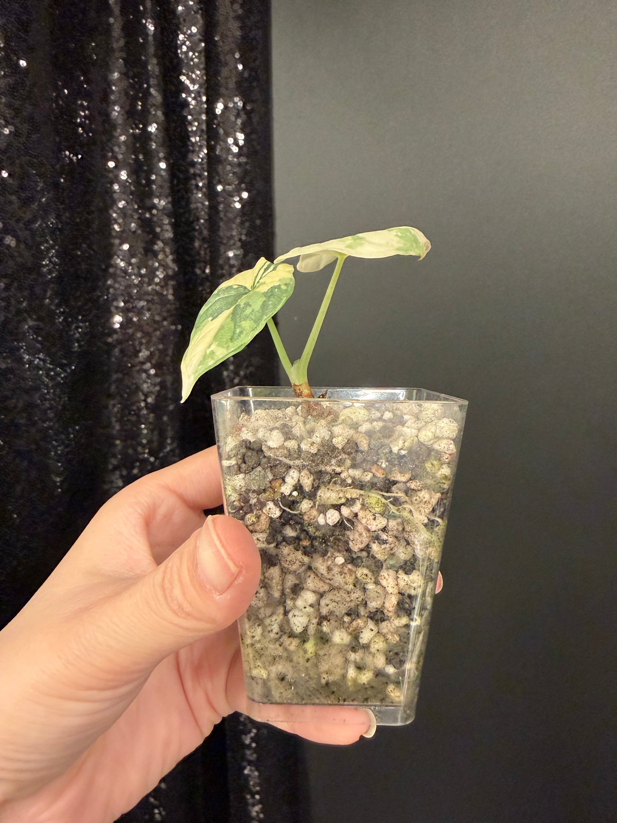 Alocasia Melo Albo