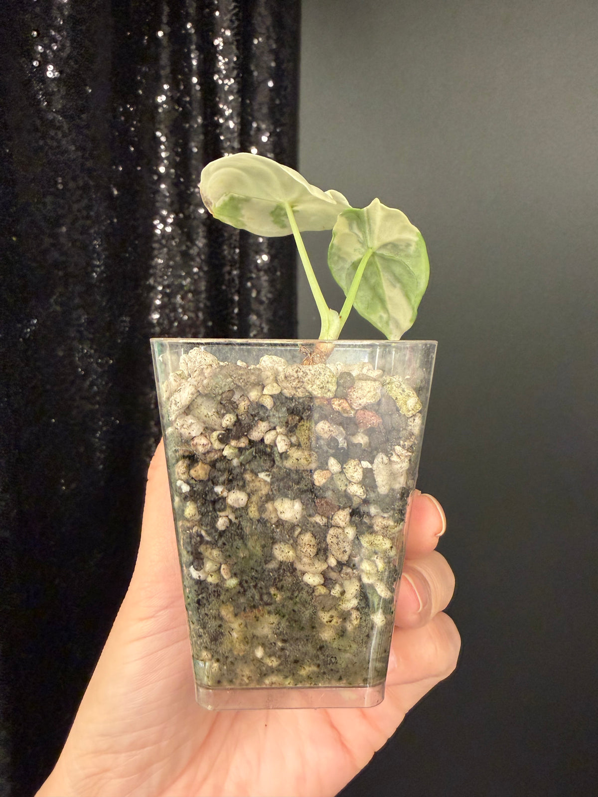 Alocasia Melo Albo