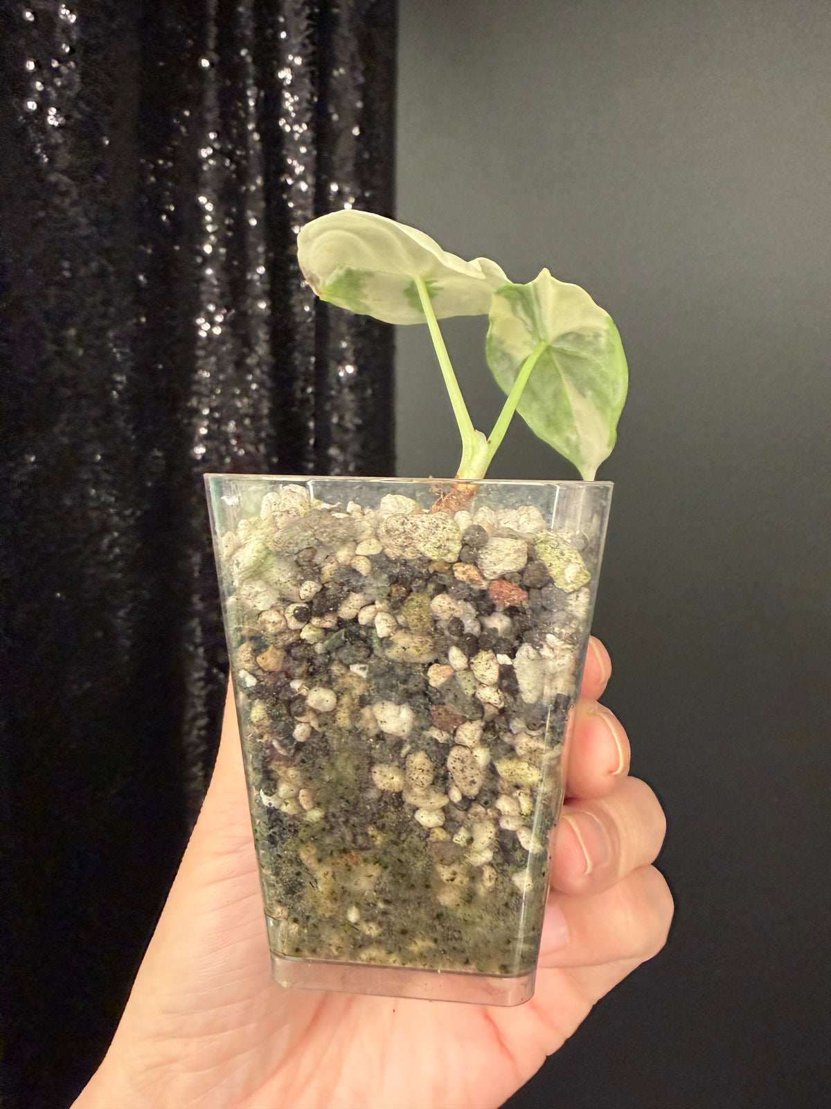 Alocasia Melo Albo
