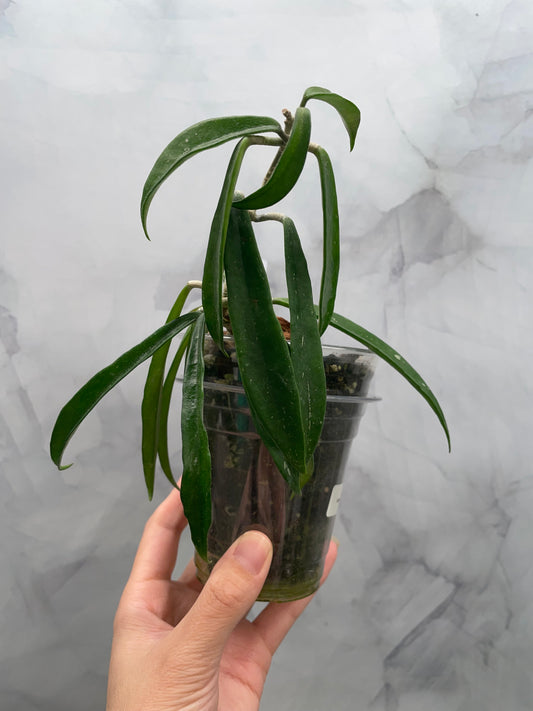 Hoya Minibelle | Easy Growing Hoya | Well-Rooted