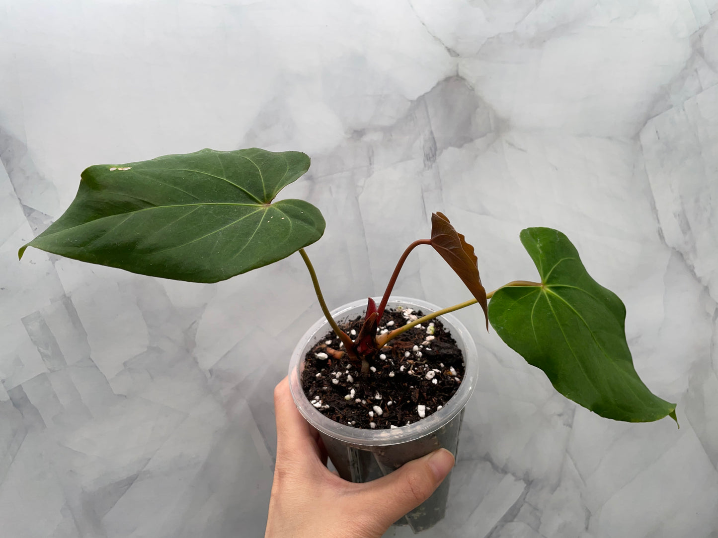 Anthurium Papillilaminum Fort Sherman Hybrid | Rare Collector Plant