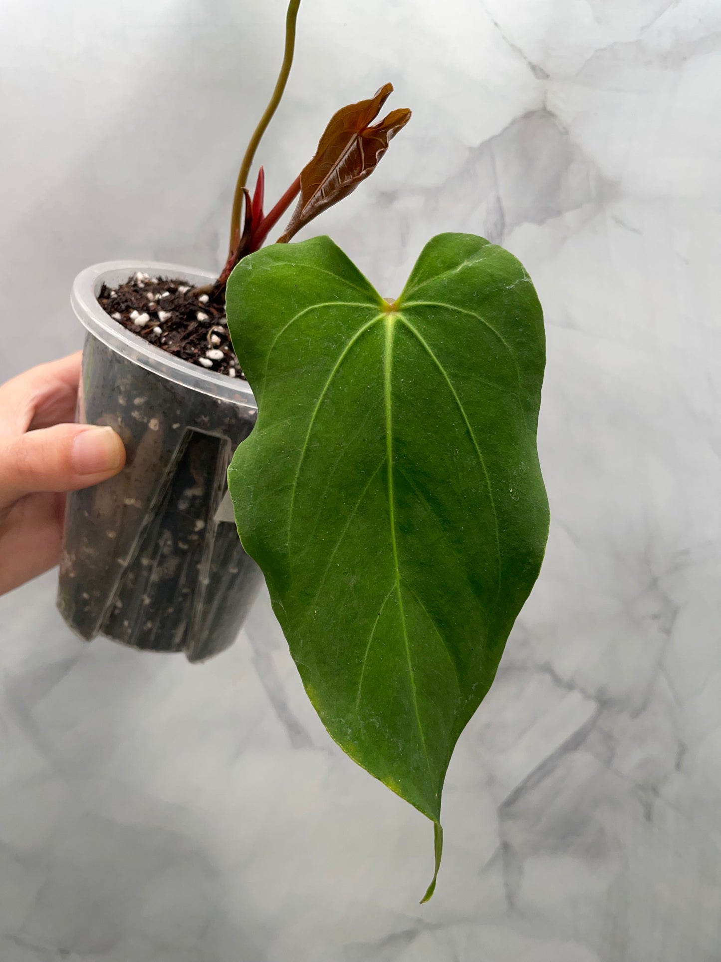 Anthurium Papillilaminum Fort Sherman Hybrid | Rare Collector Plant