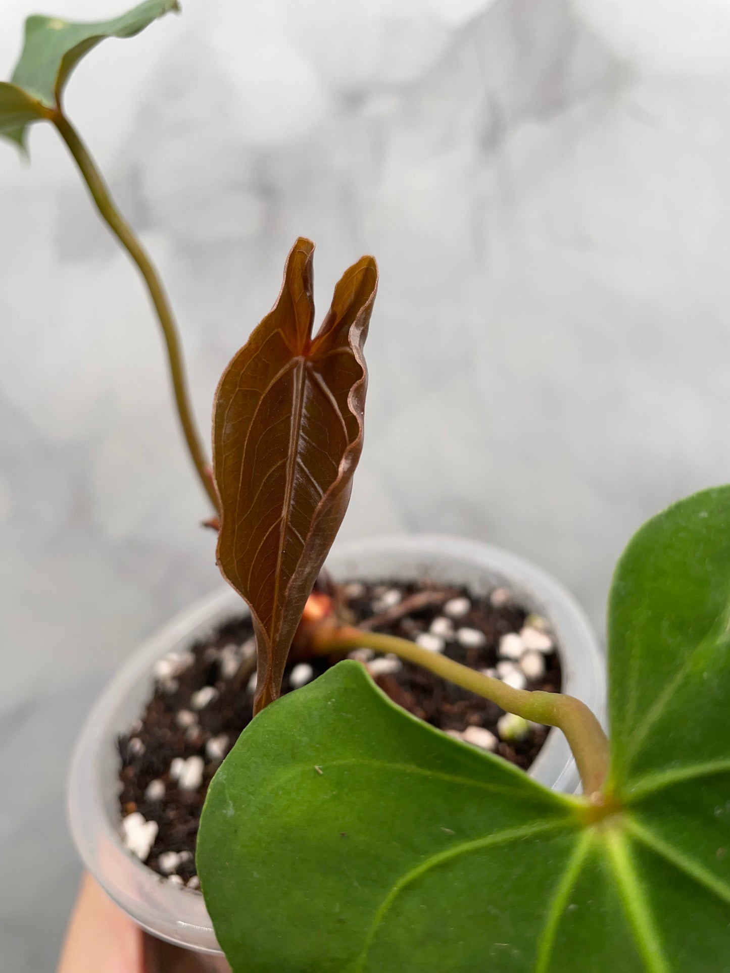 Anthurium Papillilaminum Fort Sherman Hybrid | Rare Collector Plant