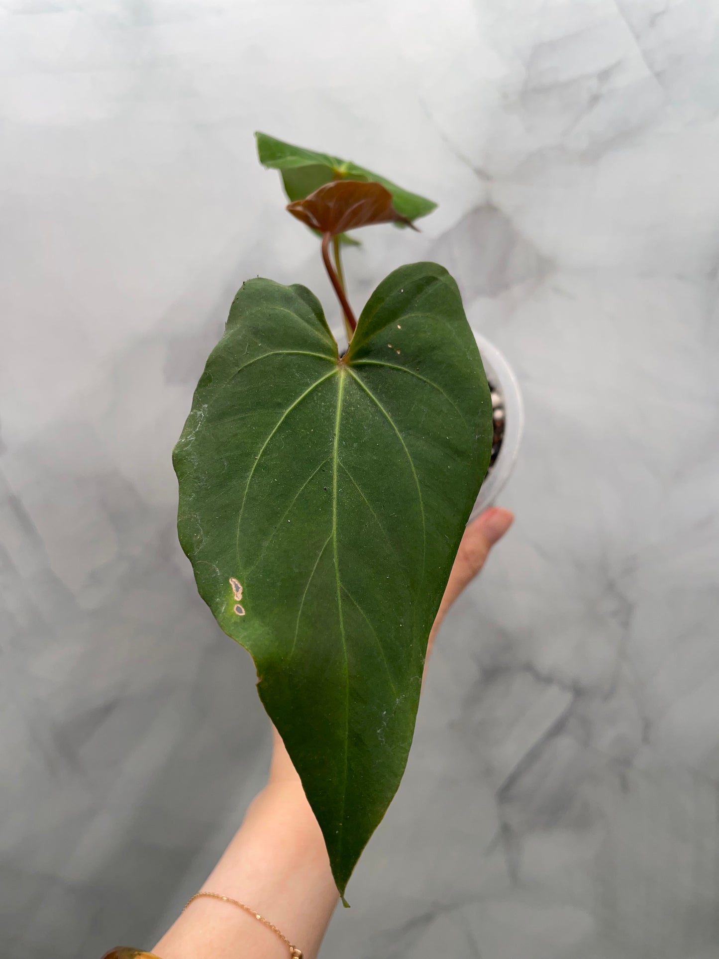 Anthurium Papillilaminum Fort Sherman Hybrid | Rare Collector Plant