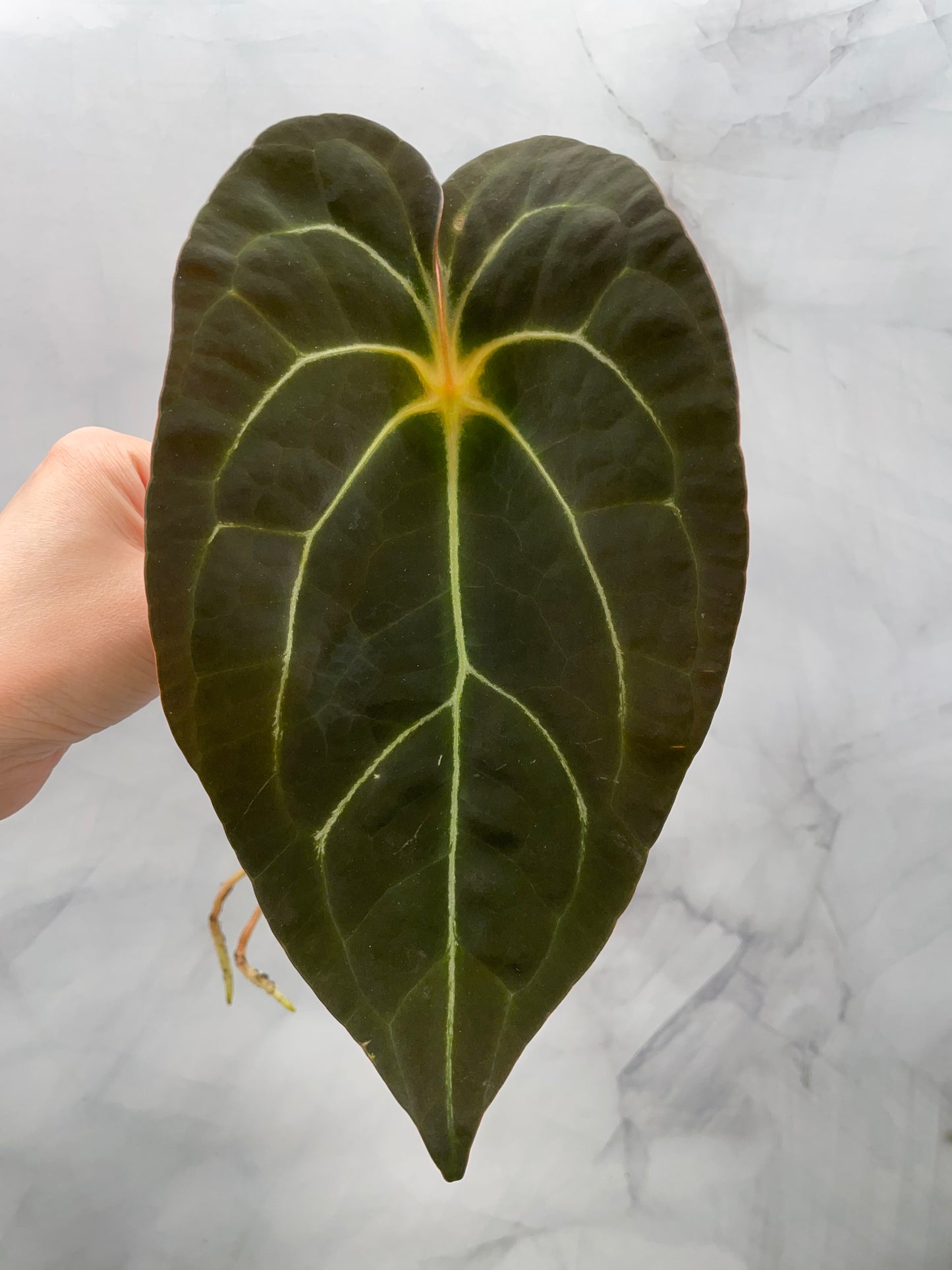 Anthurium Red Spider Top Cutting – 8.5" Leaf | Rare Collector Plant