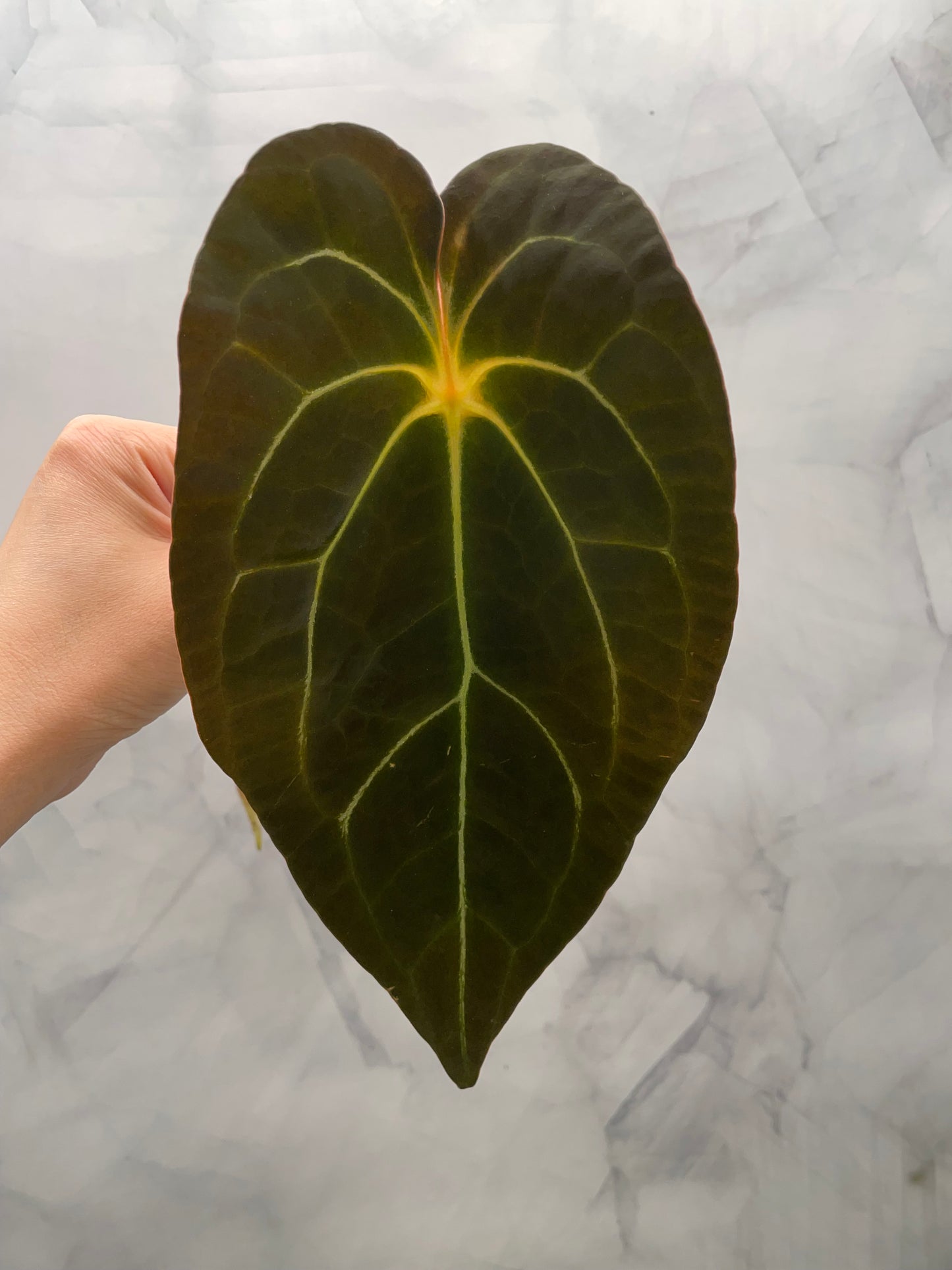 Anthurium Red Spider Top Cutting – 8.5" Leaf | Rare Collector Plant