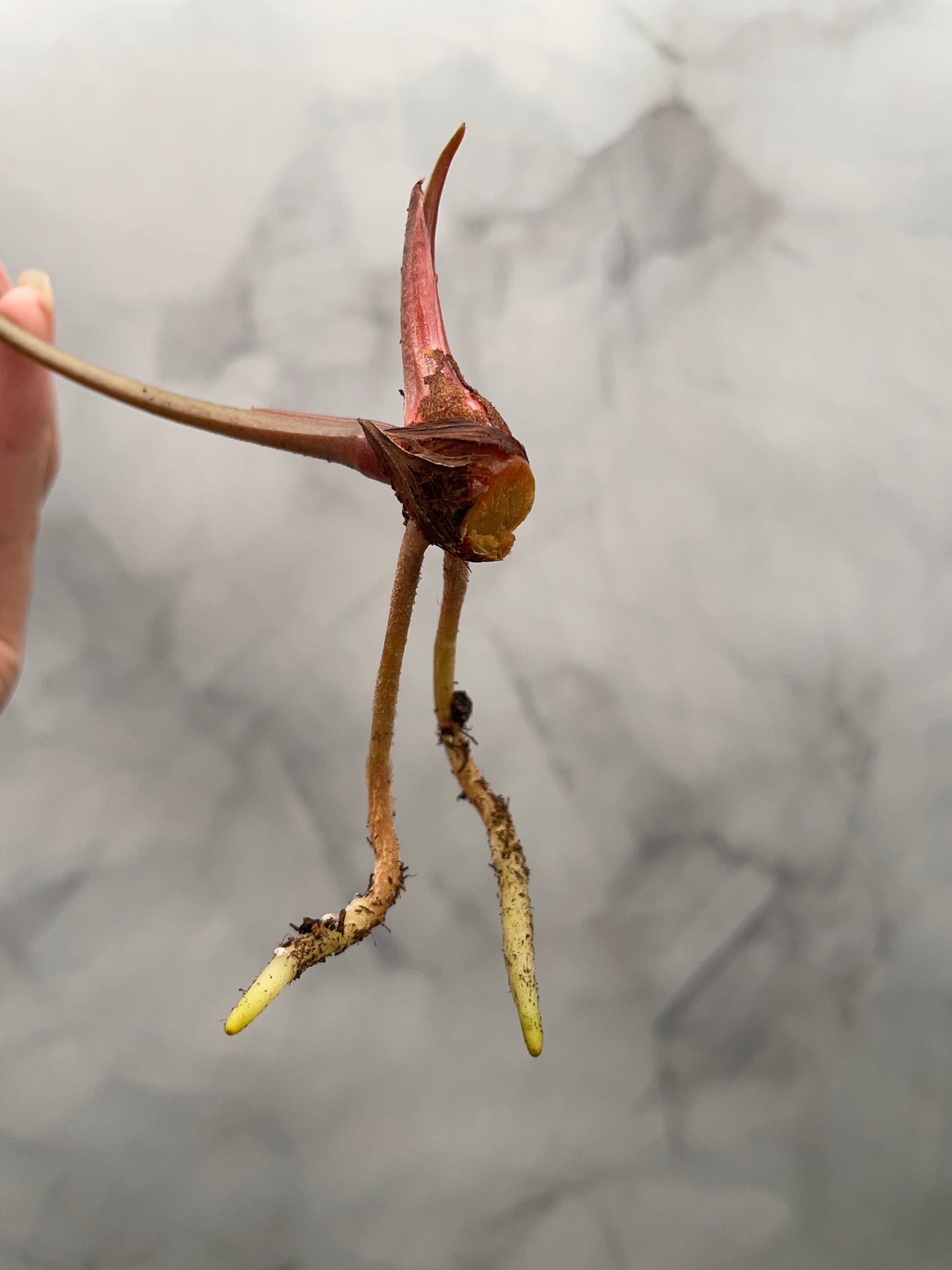 Anthurium Red Spider Top Cutting – 8.5" Leaf | Rare Collector Plant