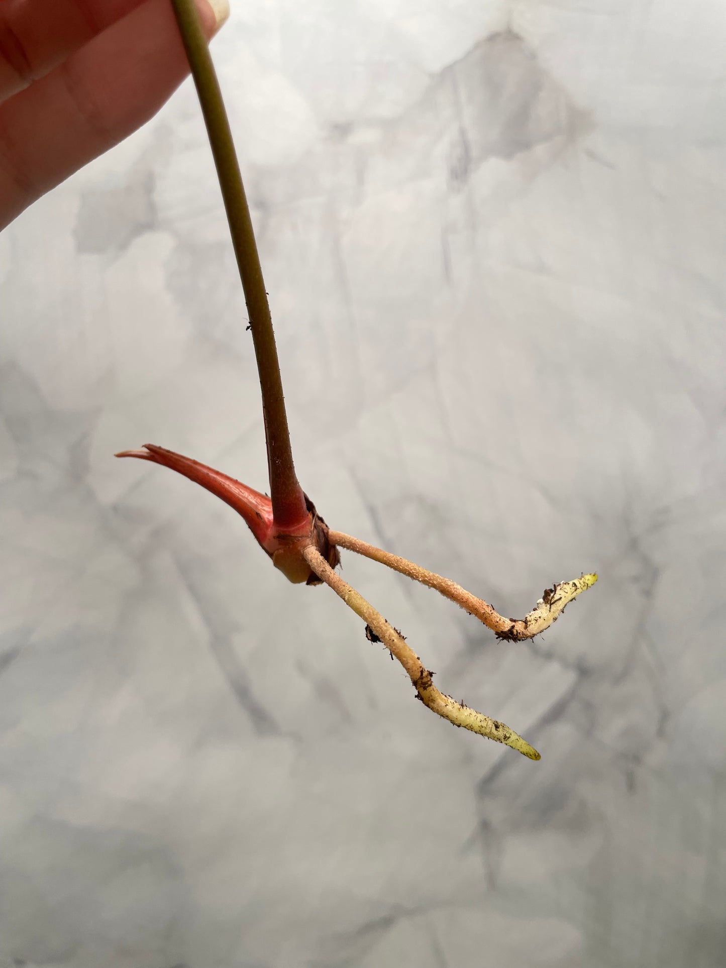 Anthurium Red Spider Top Cutting – 8.5" Leaf | Rare Collector Plant