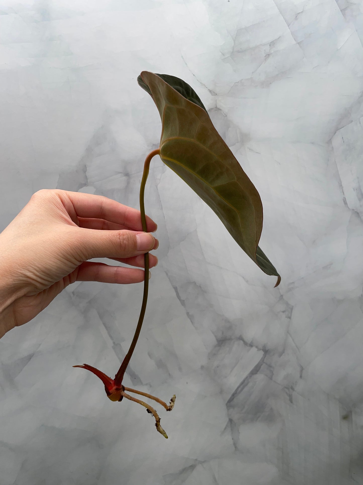 Anthurium Red Spider Top Cutting – 8.5" Leaf | Rare Collector Plant