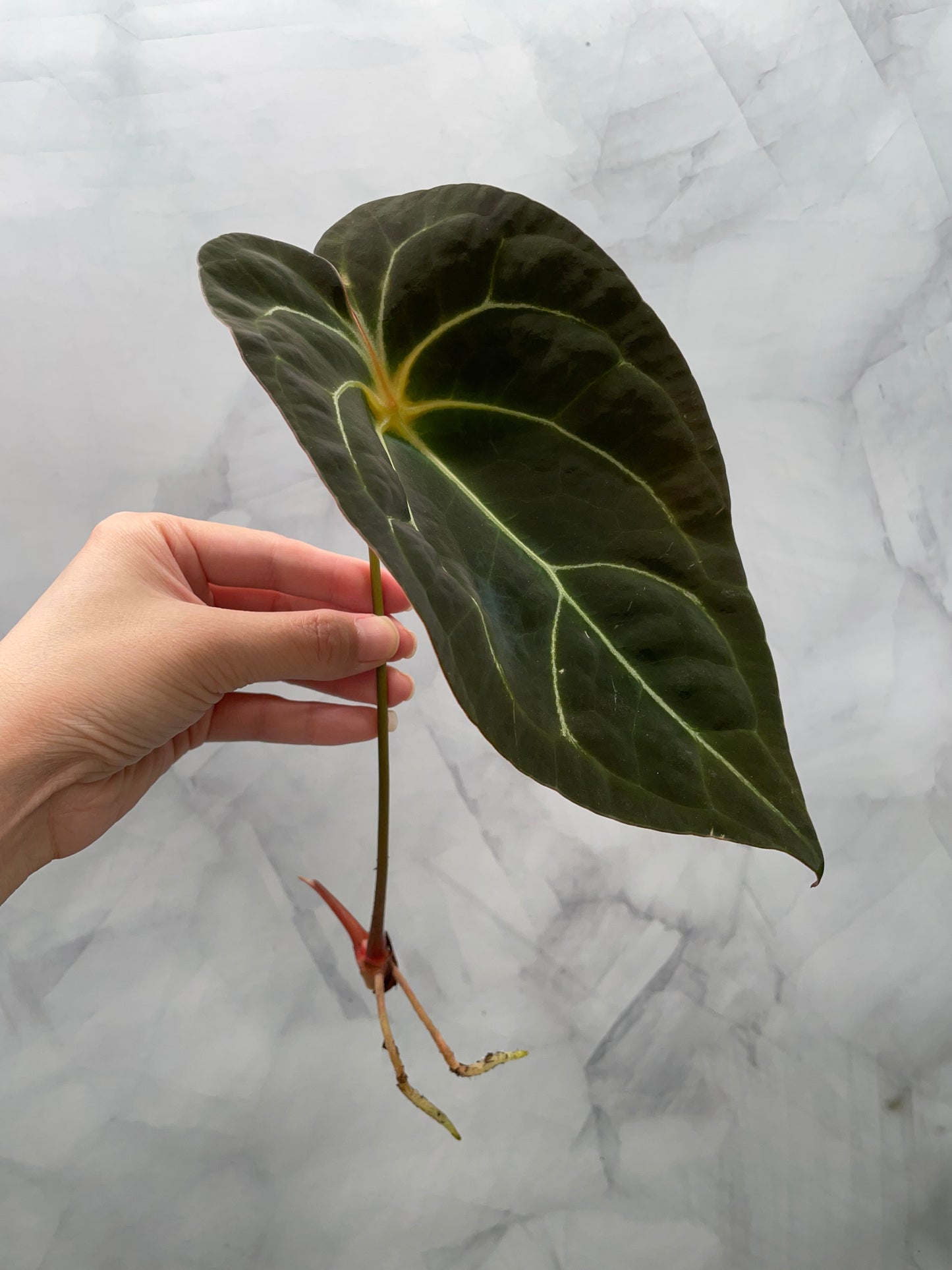 Anthurium Red Spider Top Cutting – 8.5" Leaf | Rare Collector Plant