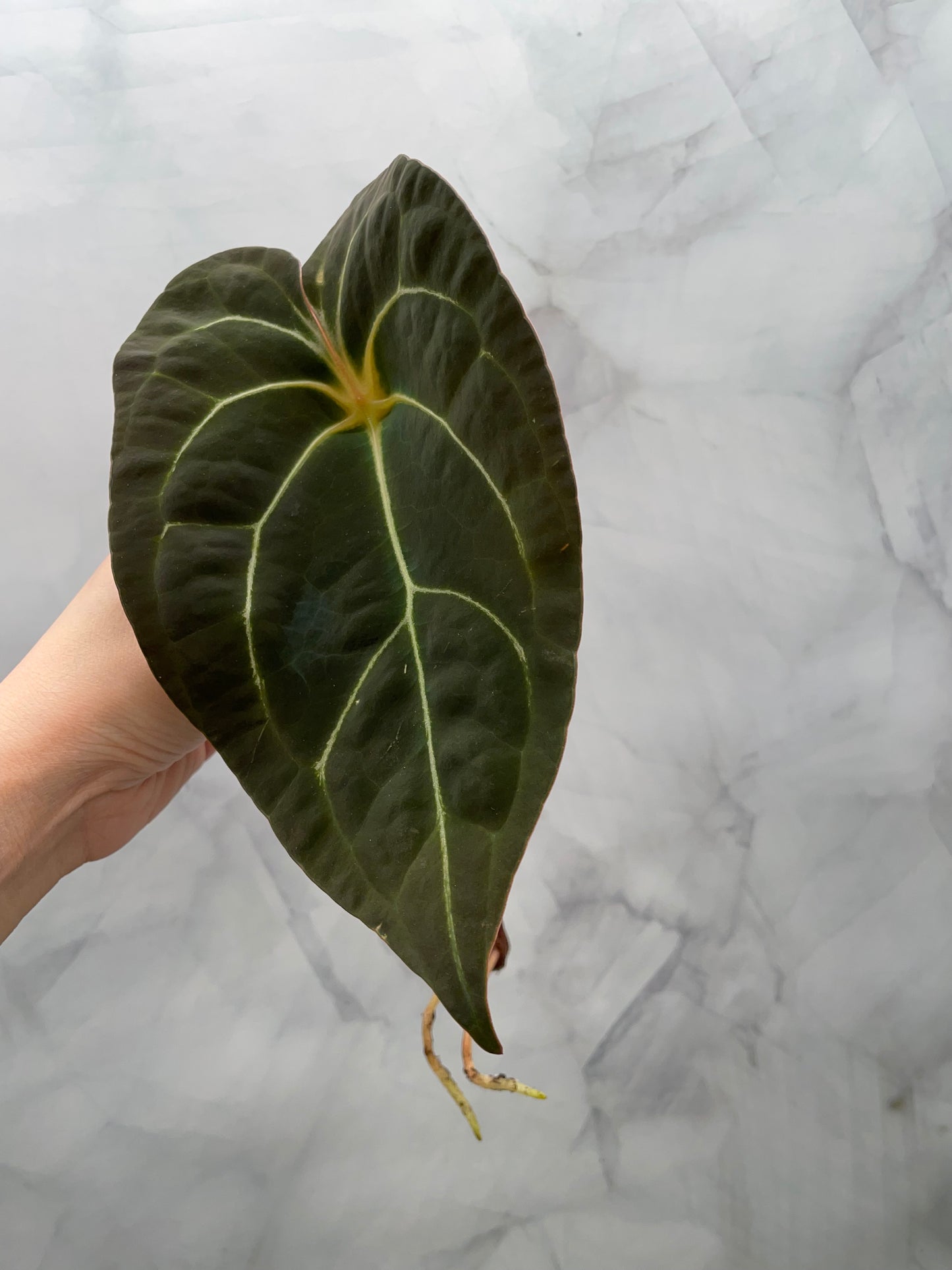 Anthurium Red Spider Top Cutting – 8.5" Leaf | Rare Collector Plant