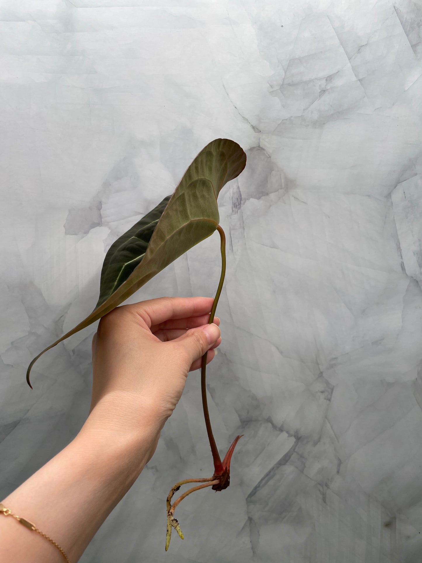 Anthurium Red Spider Top Cutting – 8.5" Leaf | Rare Collector Plant