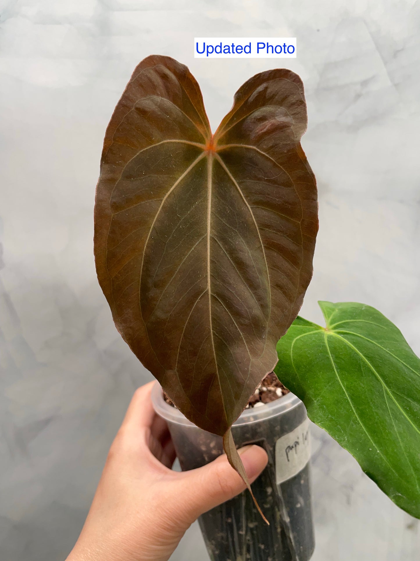 Anthurium Papillilaminum Fort Sherman Hybrid | Rare Collector Plant
