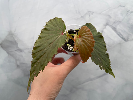Begonia Gracilicyma Well Rooted Exact Starter Plant