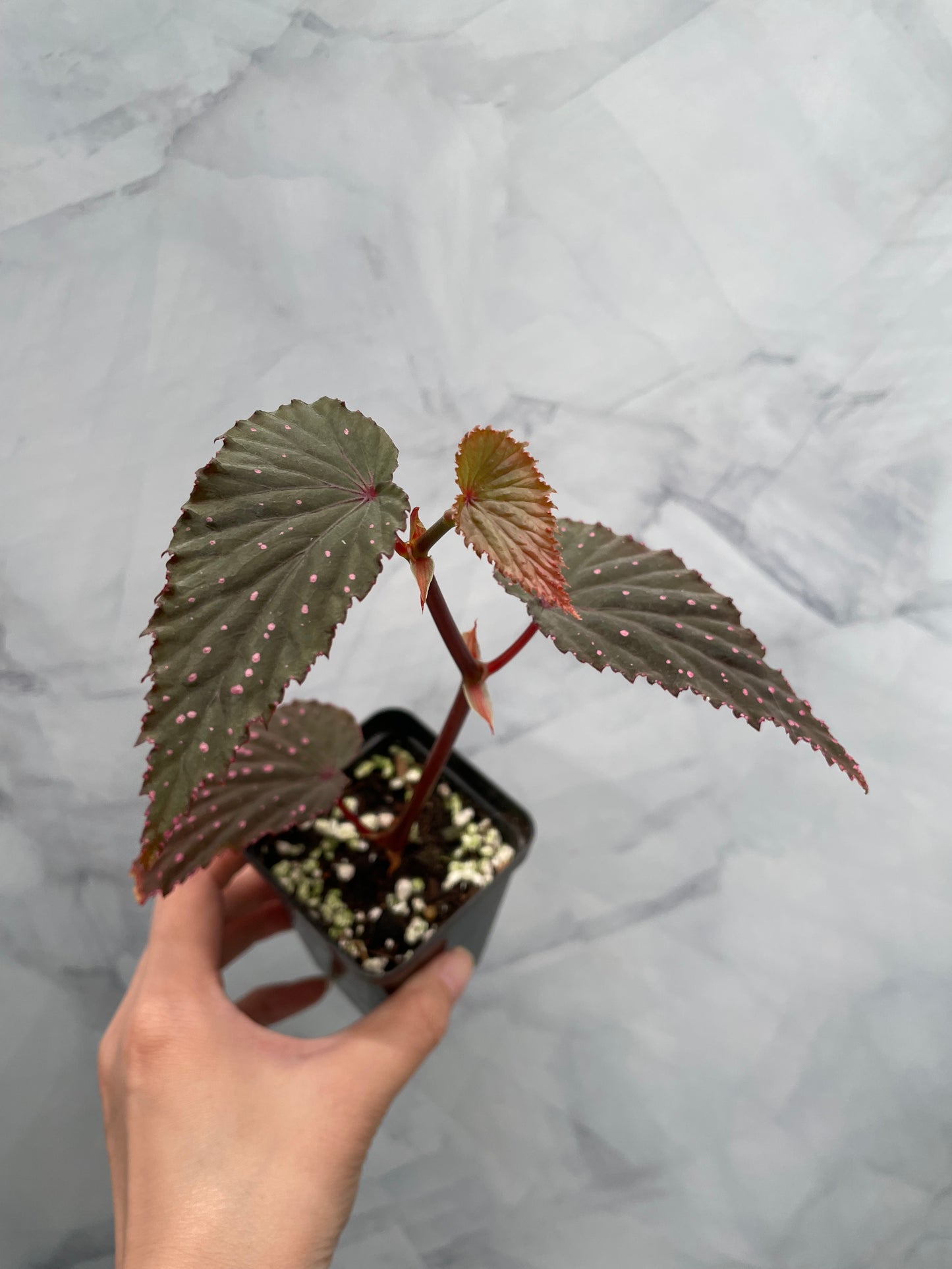 Begonia Gracilicyma Well Rooted Exact Large Plant