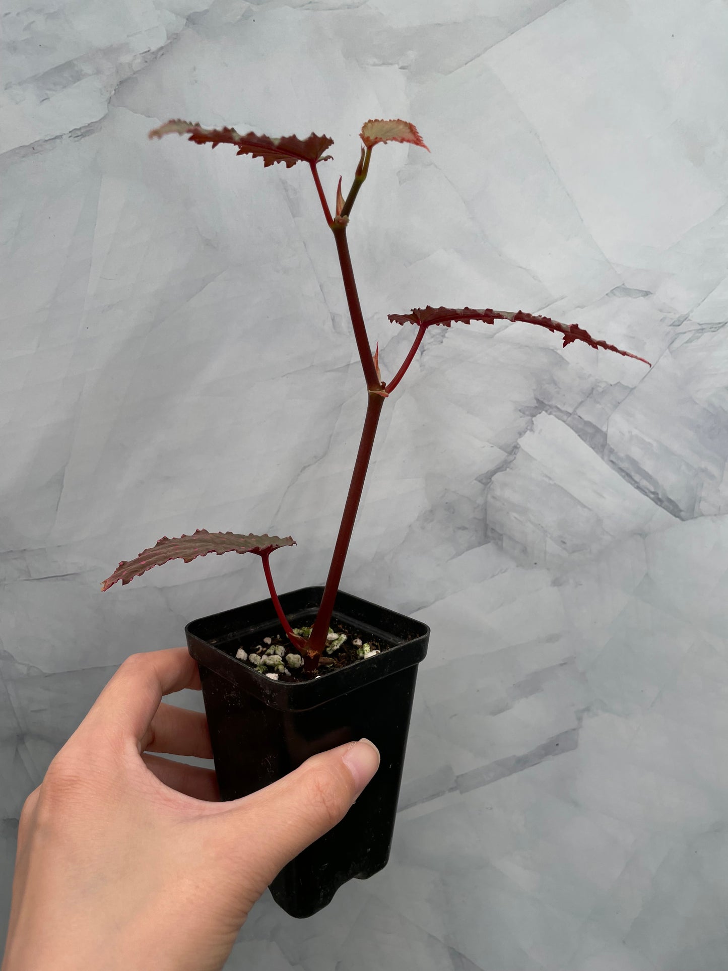 Begonia Gracilicyma Well Rooted Exact Large Plant