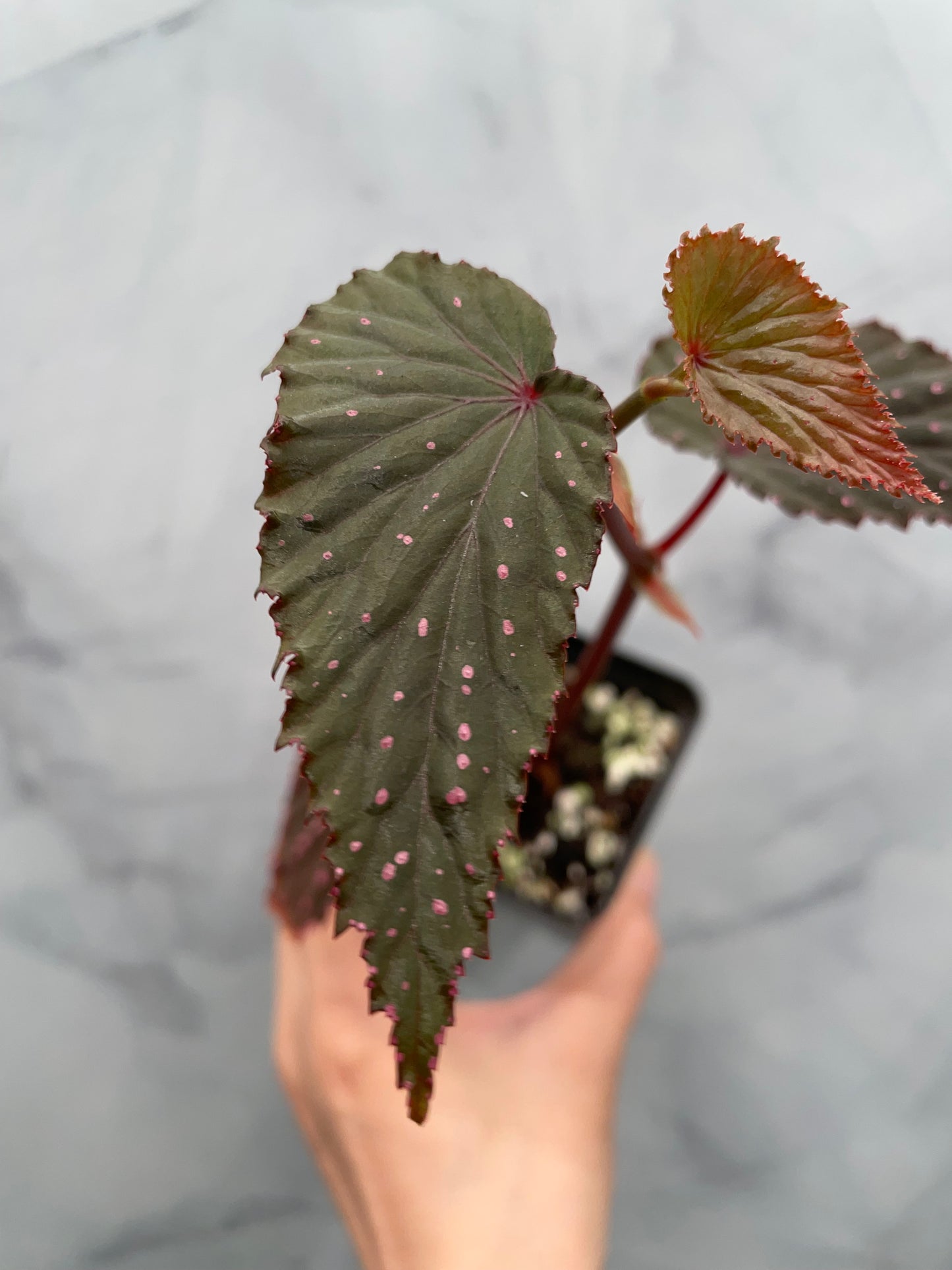 Begonia Gracilicyma Well Rooted Exact Large Plant