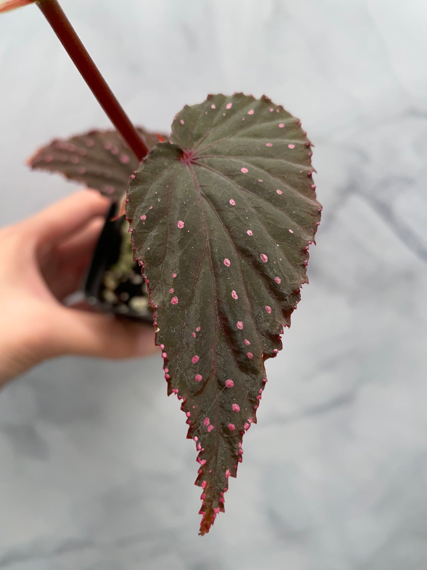 Begonia Gracilicyma Well Rooted Exact Large Plant