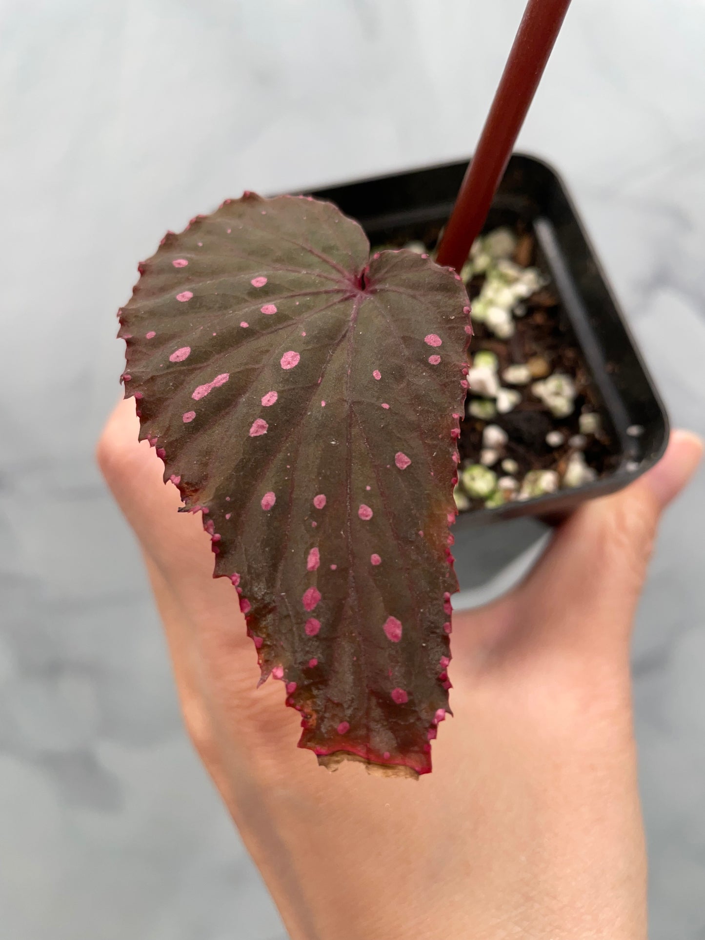 Begonia Gracilicyma Well Rooted Exact Large Plant