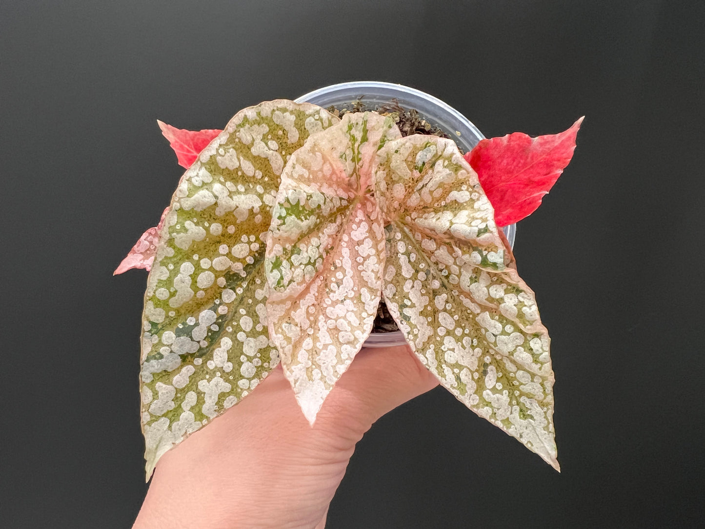 Begonia Snow Capped Variegated Well Rooted Plant #p8