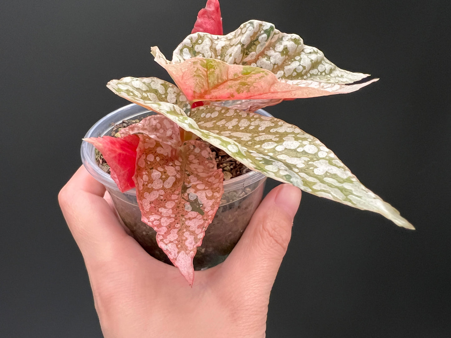 Begonia Snow Capped Variegated Well Rooted Plant #p8