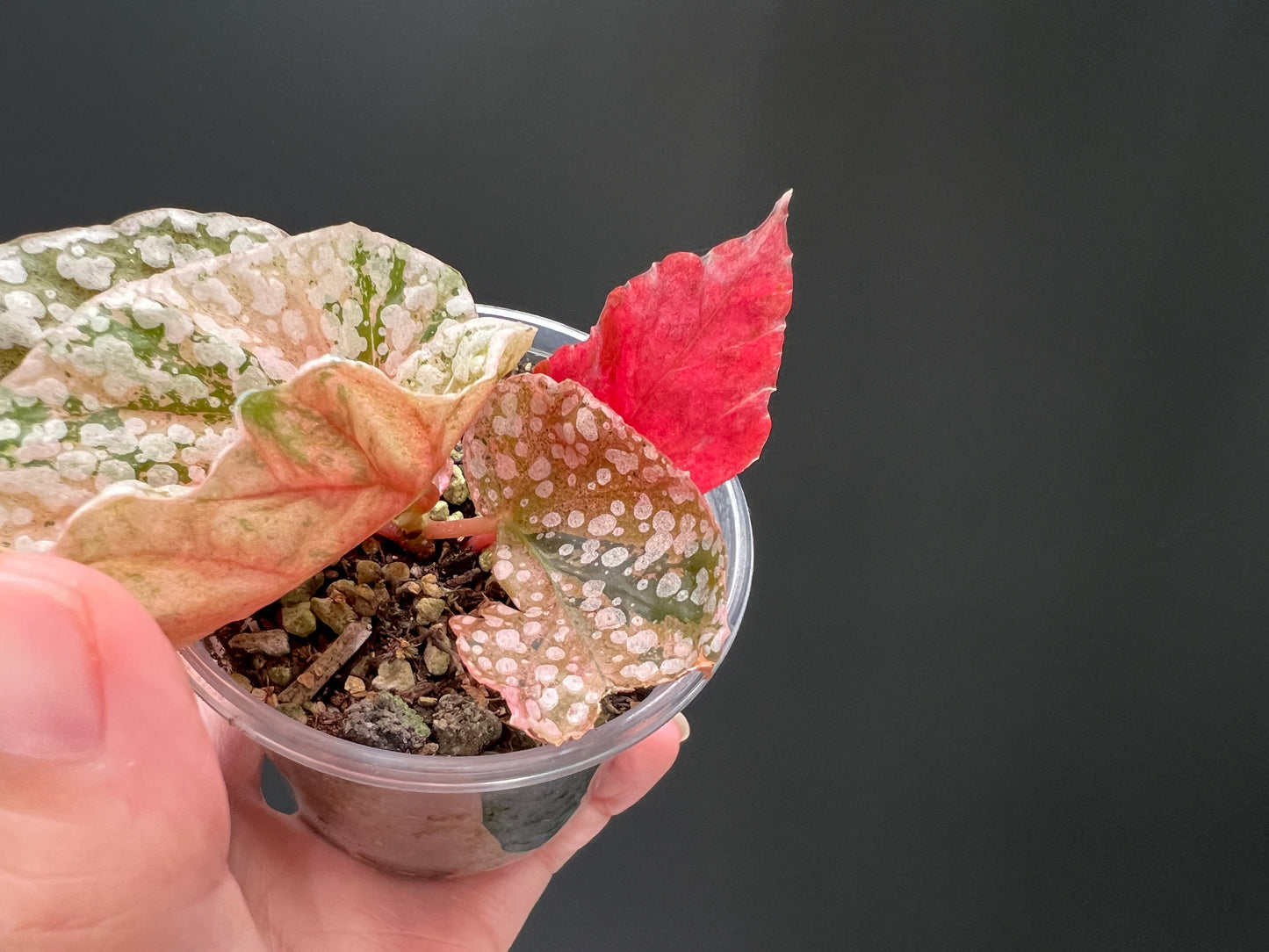Begonia Snow Capped Variegated Well Rooted Plant #p8