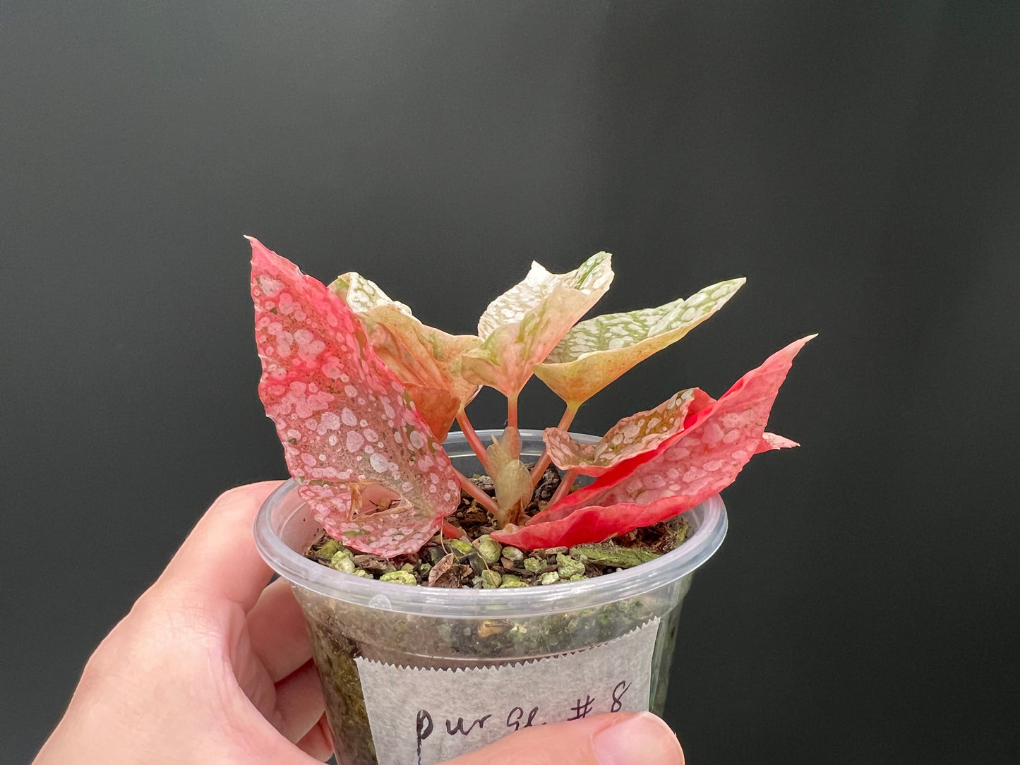 Begonia Snow Capped Variegated Well Rooted Plant #p8