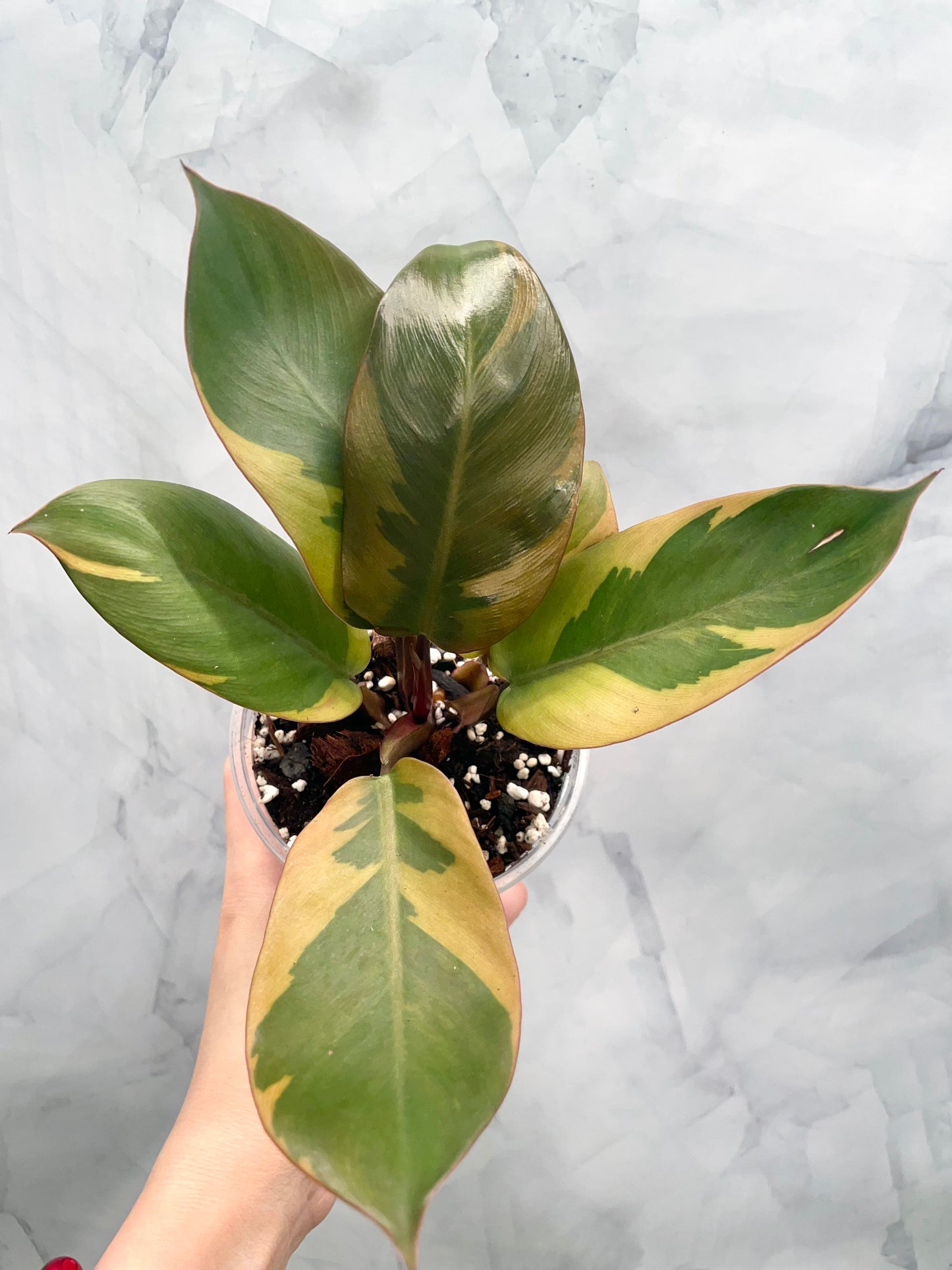 Philodendron Black Cardinal Variegated, Exact Plant