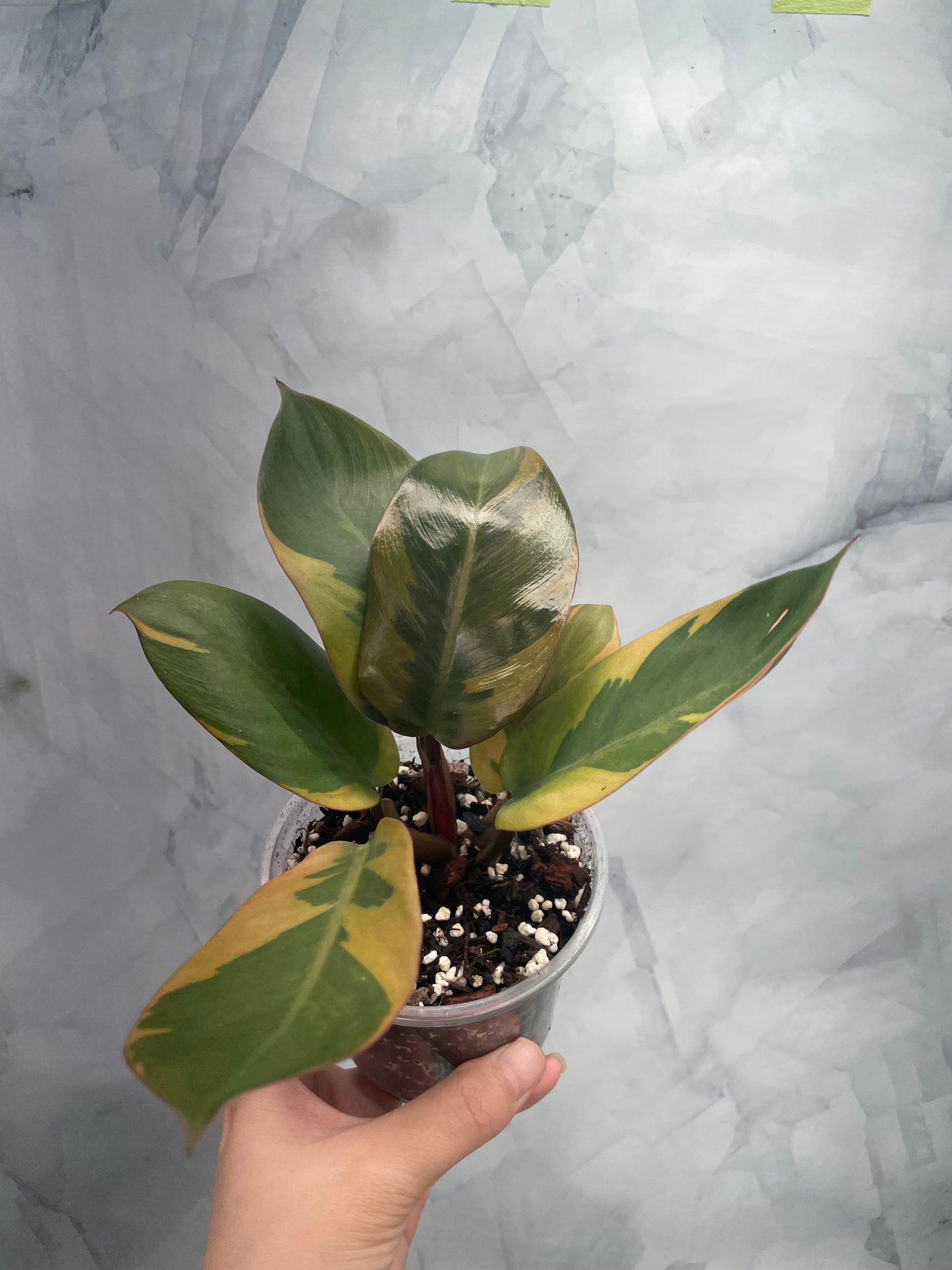 Philodendron Black Cardinal Variegated, Exact Plant