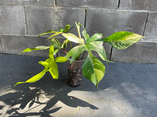 Philodendron Florida Beauty Variegated #Fb1 (Read Description)