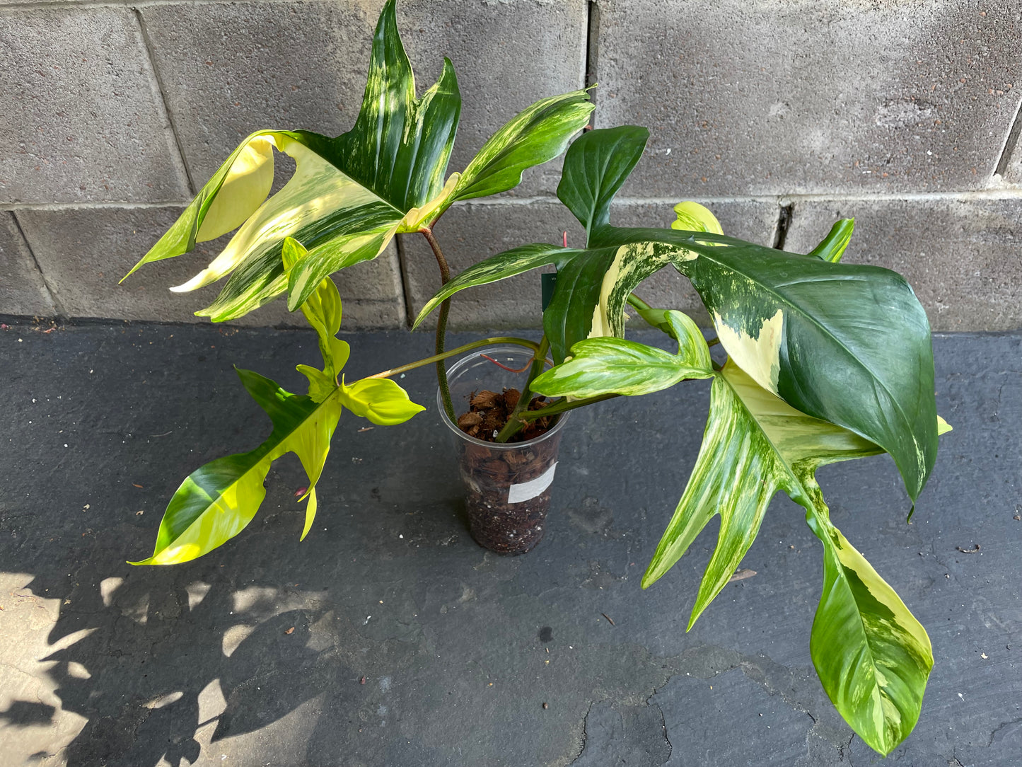 Philodendron Florida Beauty Variegated #Fb3 (Read Description)