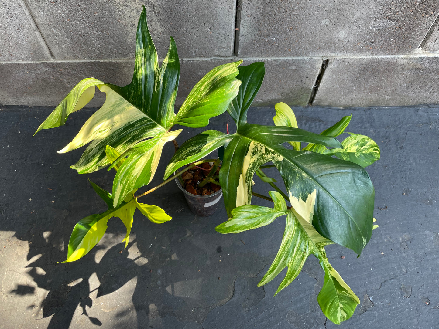 Philodendron Florida Beauty Variegated #Fb3 (Read Description)