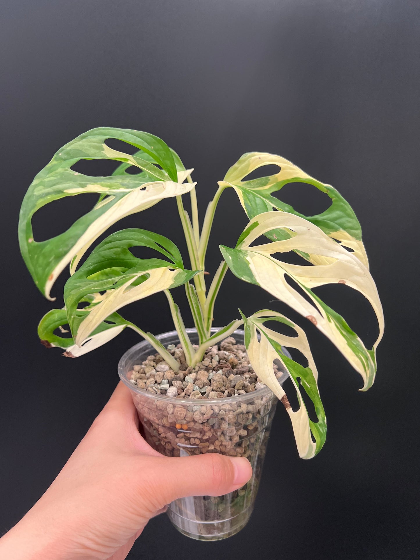 Monstera Adansonii Albo Variegated
