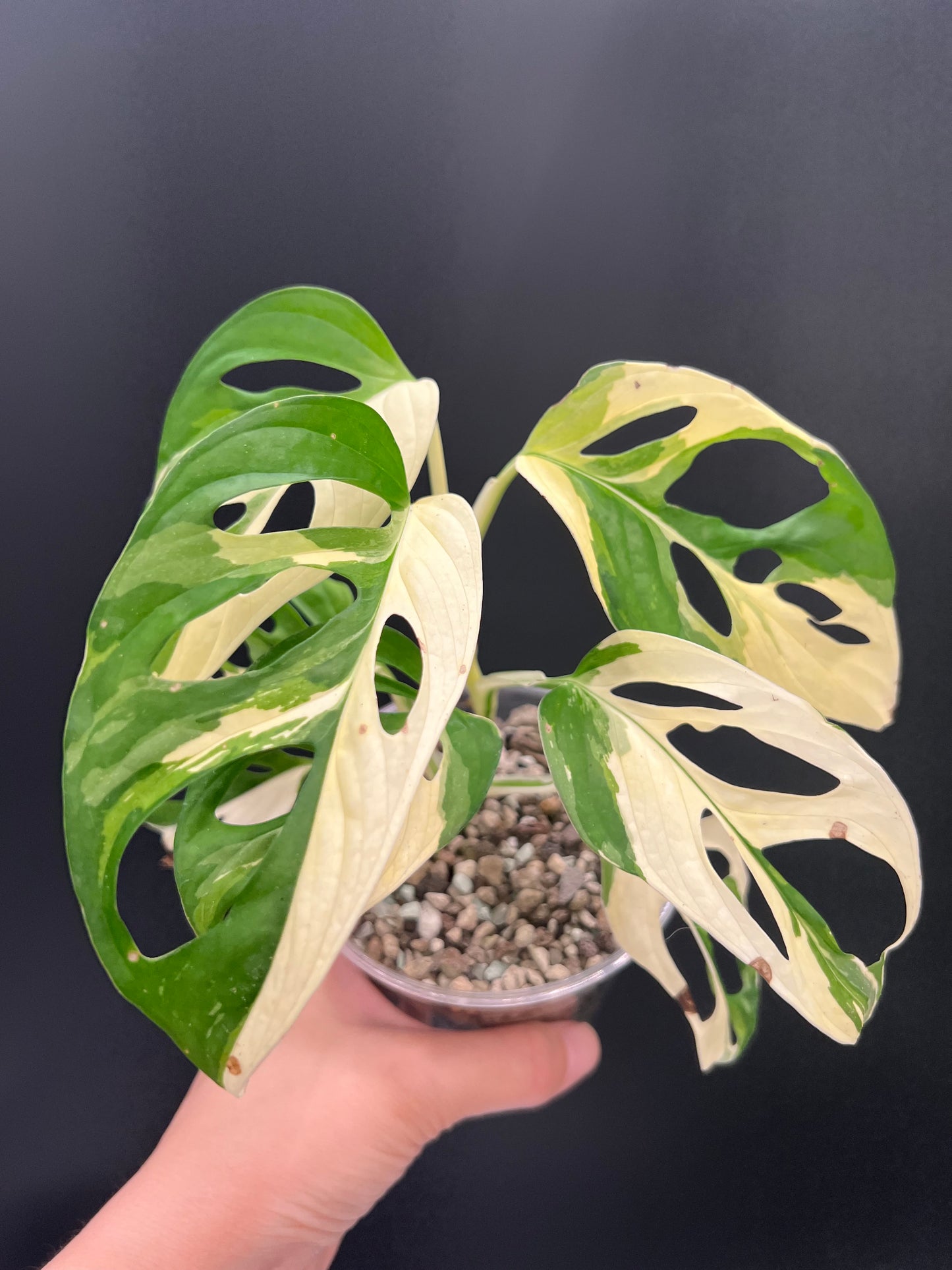 Monstera Adansonii Albo Variegated