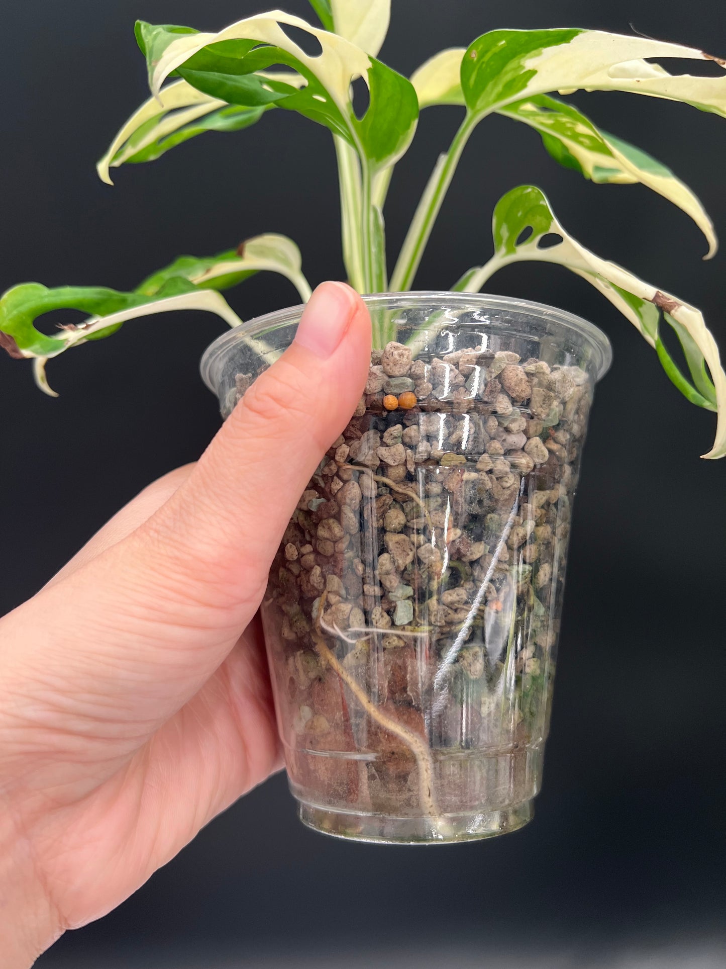 Monstera Adansonii Albo Variegated