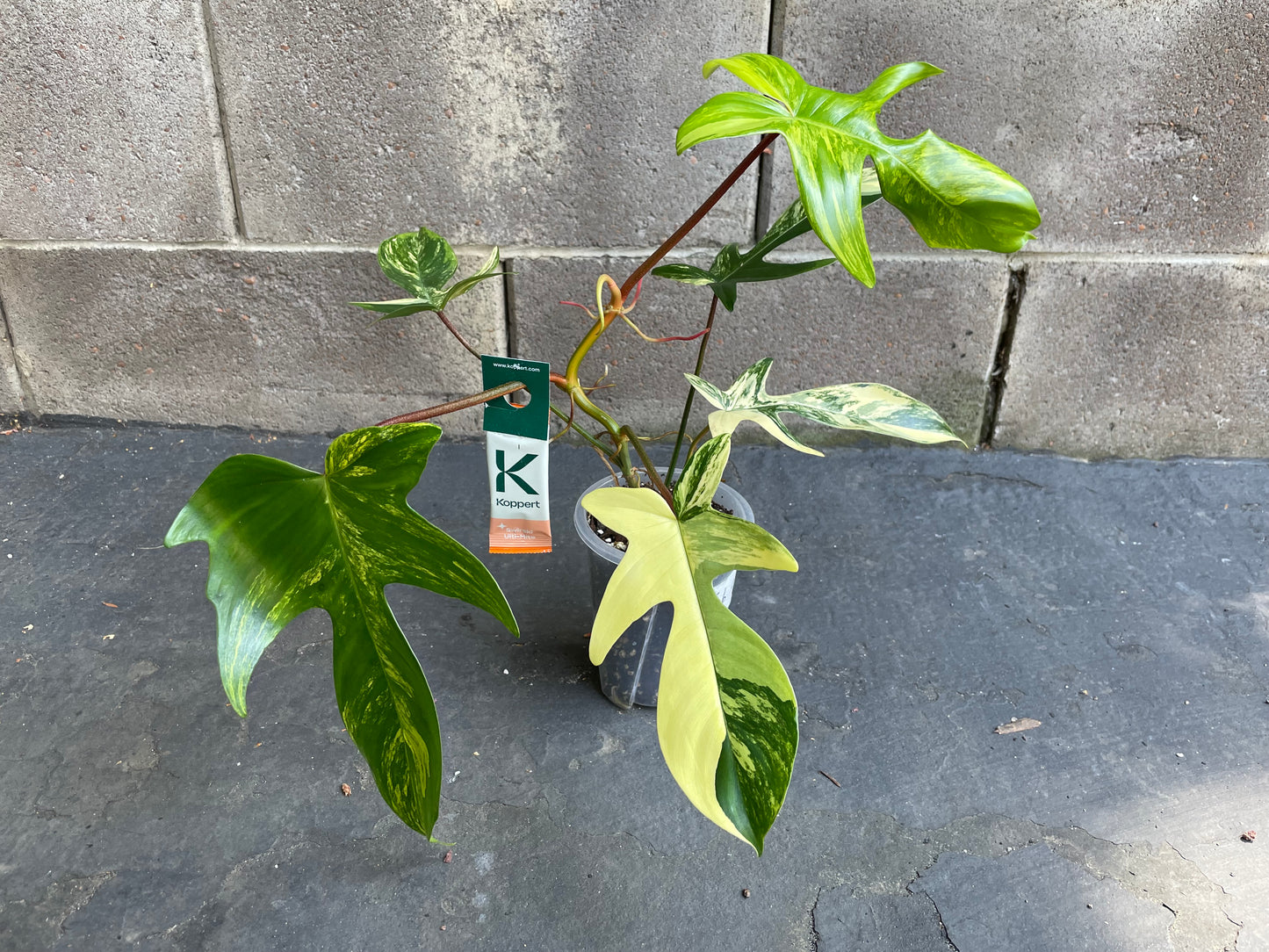 Philodendron Florida Beauty Variegated #Fb0 (Read Description)