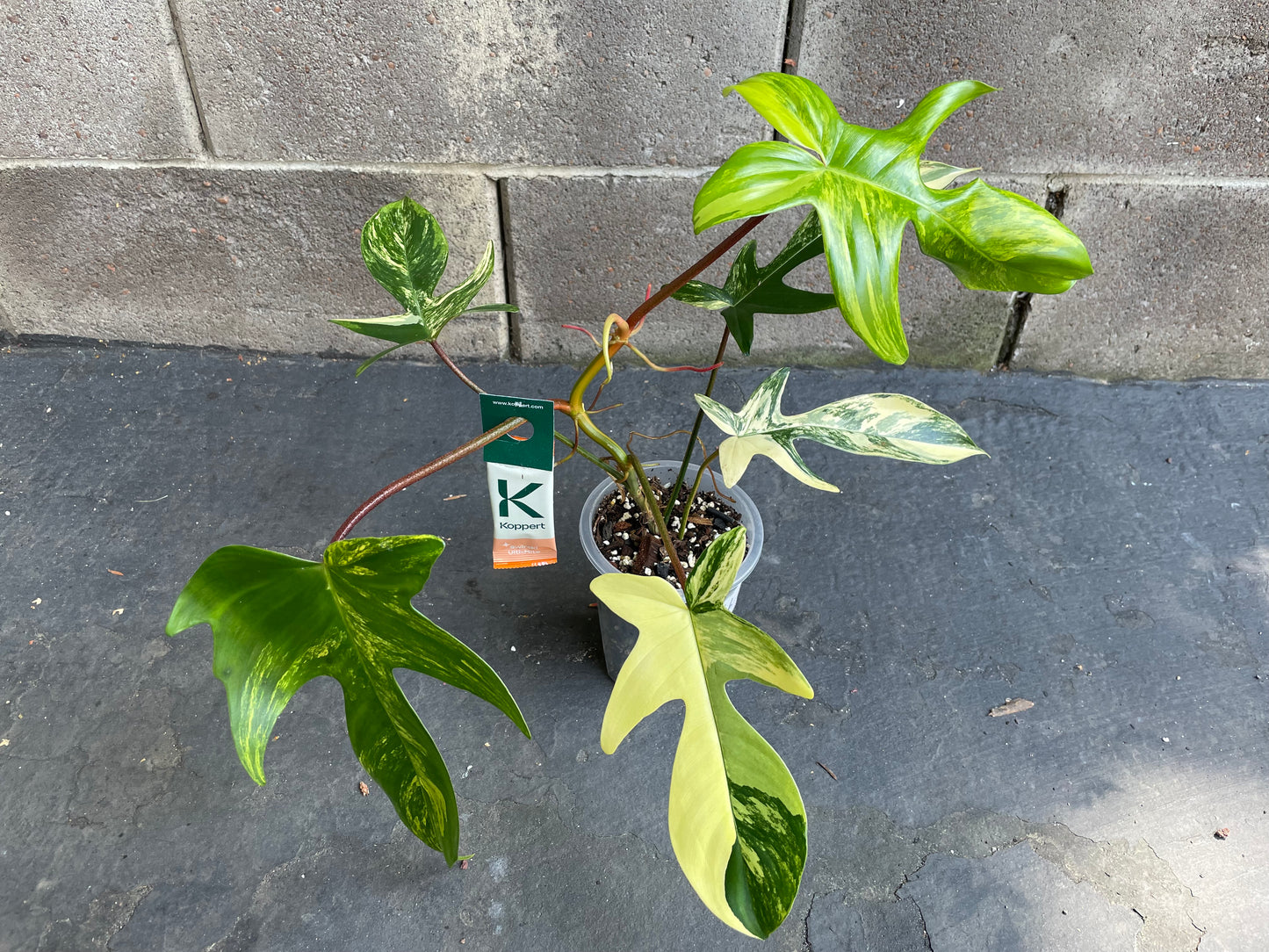 Philodendron Florida Beauty Variegated #Fb0 (Read Description)
