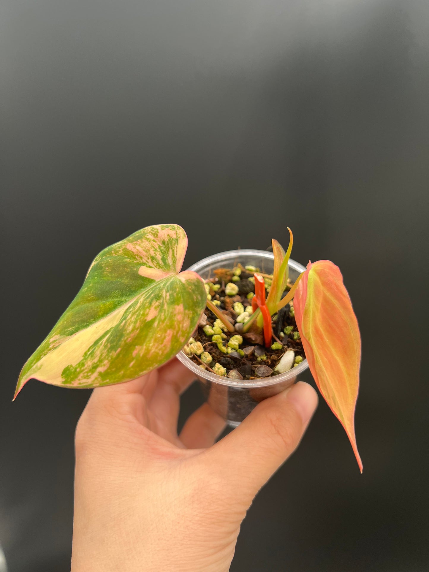 Variegated Aurea/Pink Philodendron Micans