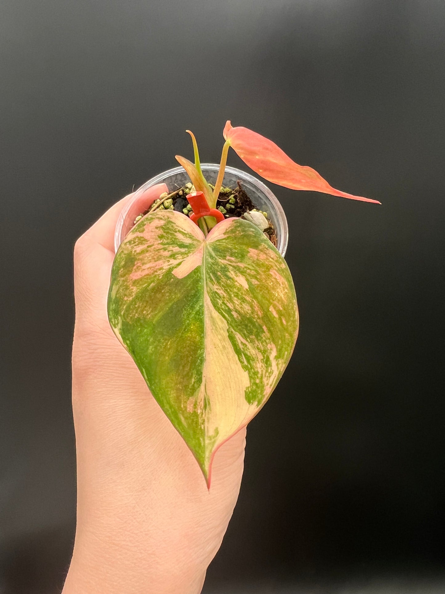 Variegated Aurea/Pink Philodendron Micans