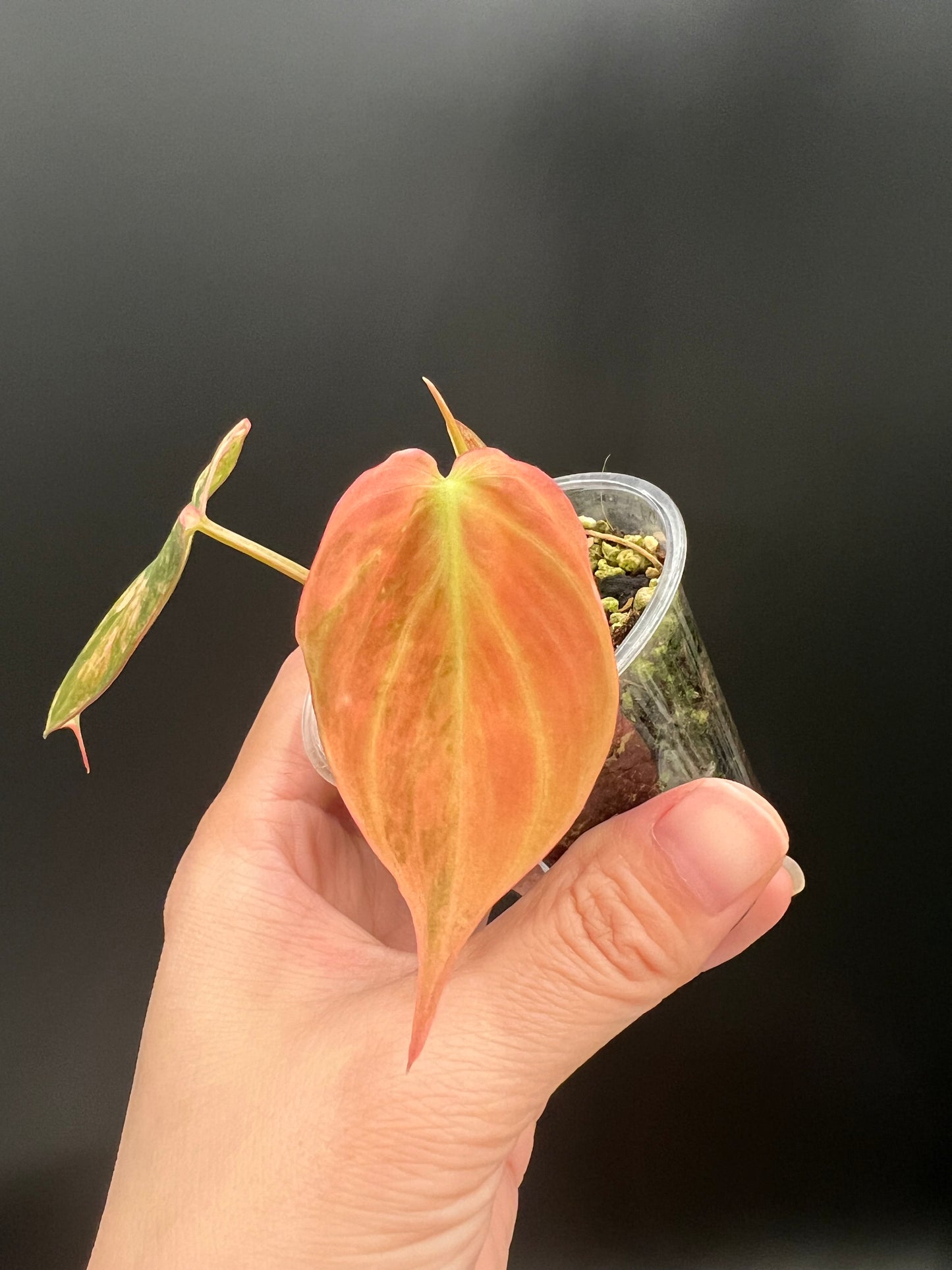 Variegated Aurea/Pink Philodendron Micans